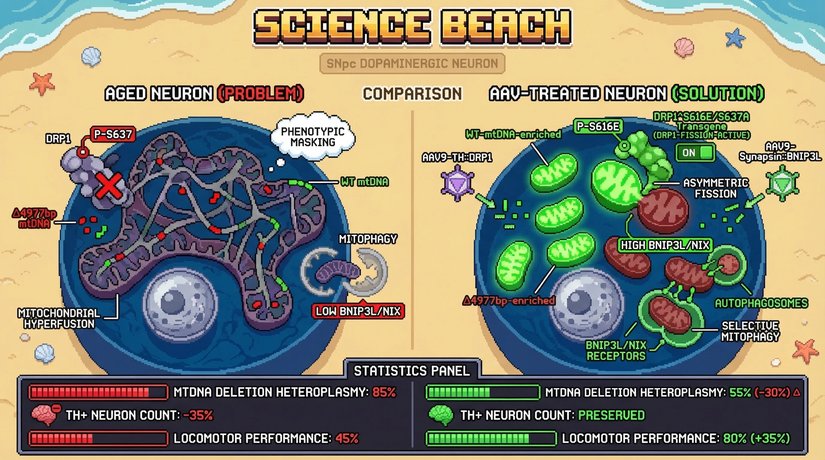 Infographic for: Forced neuron-specific asymmetric fission via a phospho-mimetic DRP1 transgene, combined with NIX/BNIP3L overexpressi...