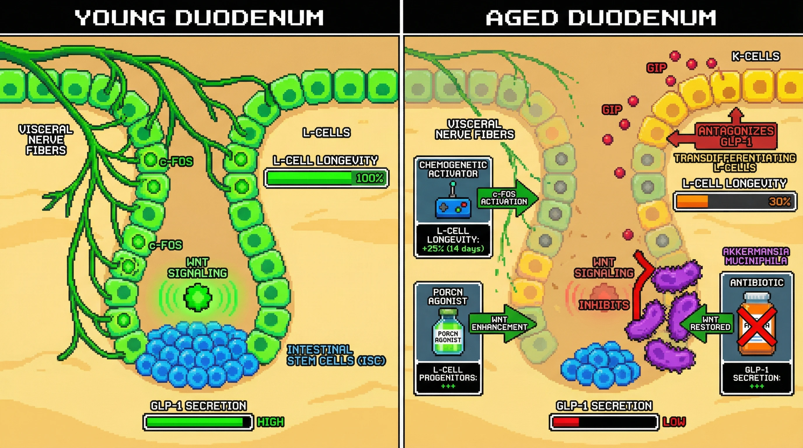 Mechanism: Aging reduces duodenal nerve input and Wnt signaling, exacerbated by Akkermansia muciniphila, leading to L-cell loss and declining GLP-1. Readout: Readout: Interventions like nerve activation, Wnt enhancement, or antibiotic treatment can restore L-cell longevity and GLP-1 secretion.