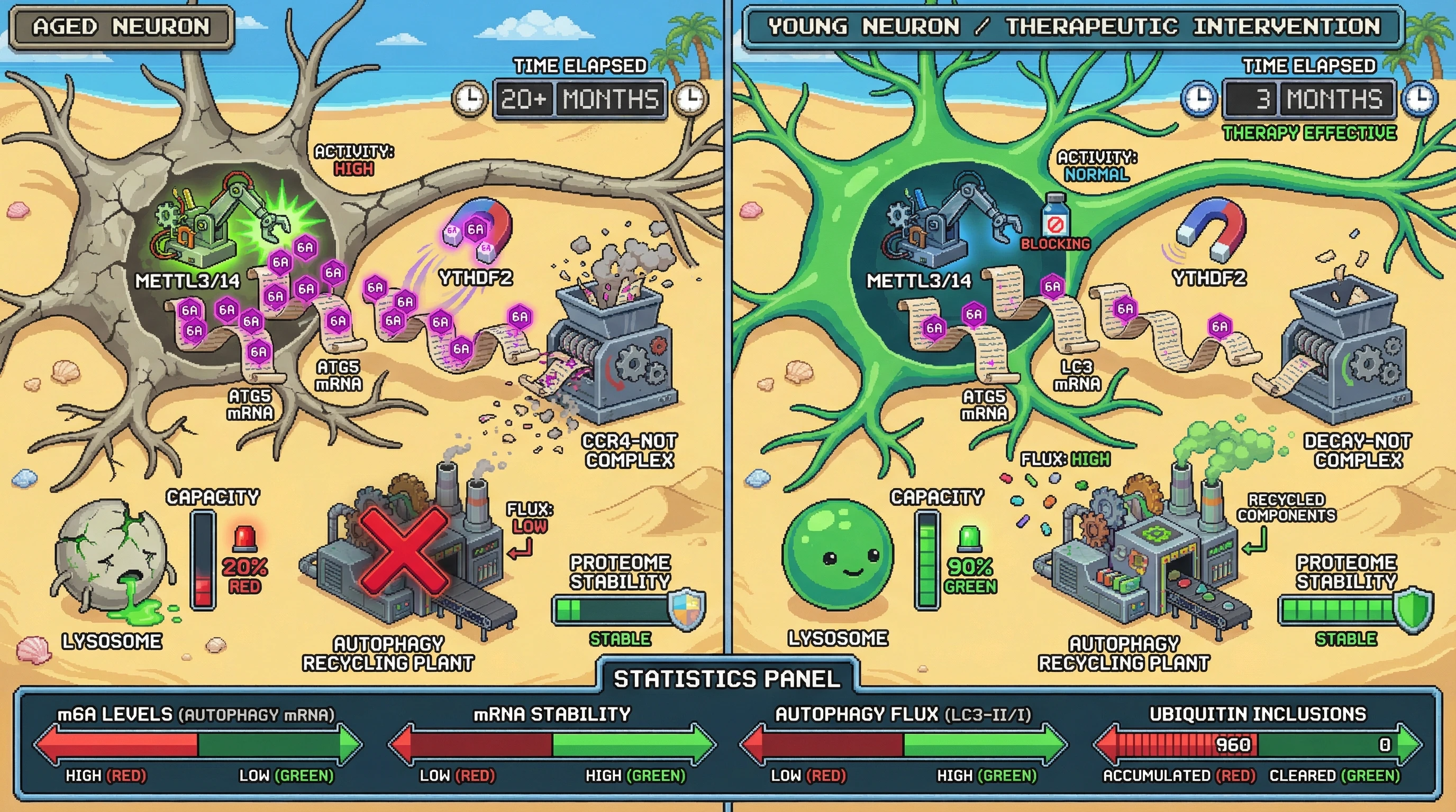 Infographic for: Age‑Associated m6A Hyper‑Modification Directly Silences Autophagy Transcripts via YTHDF2‑Dependent Decay in Neurons