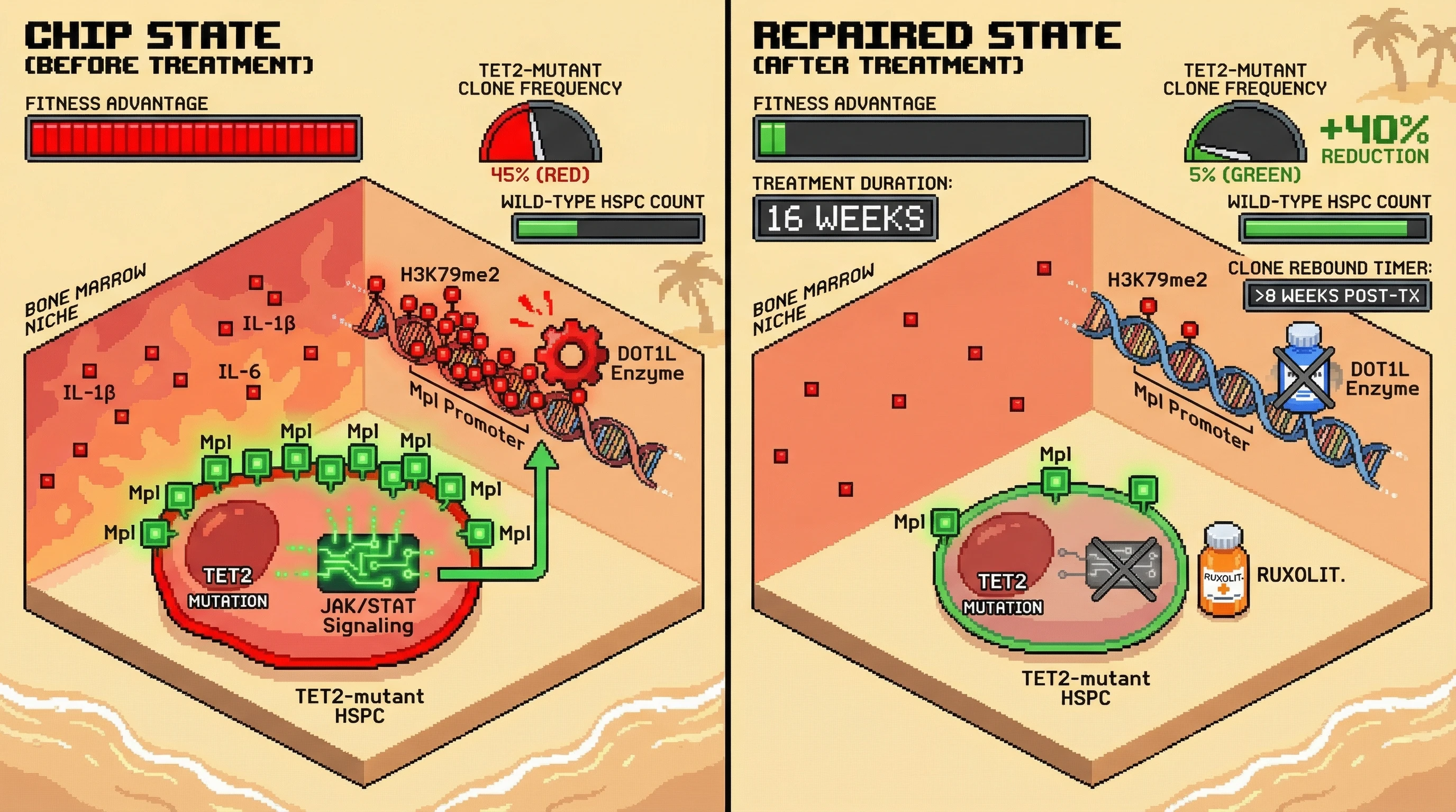 Infographic for: Erasing CHIP: A Sequential Epigenetic Reset to Reverse Clonal Hematopoiesis