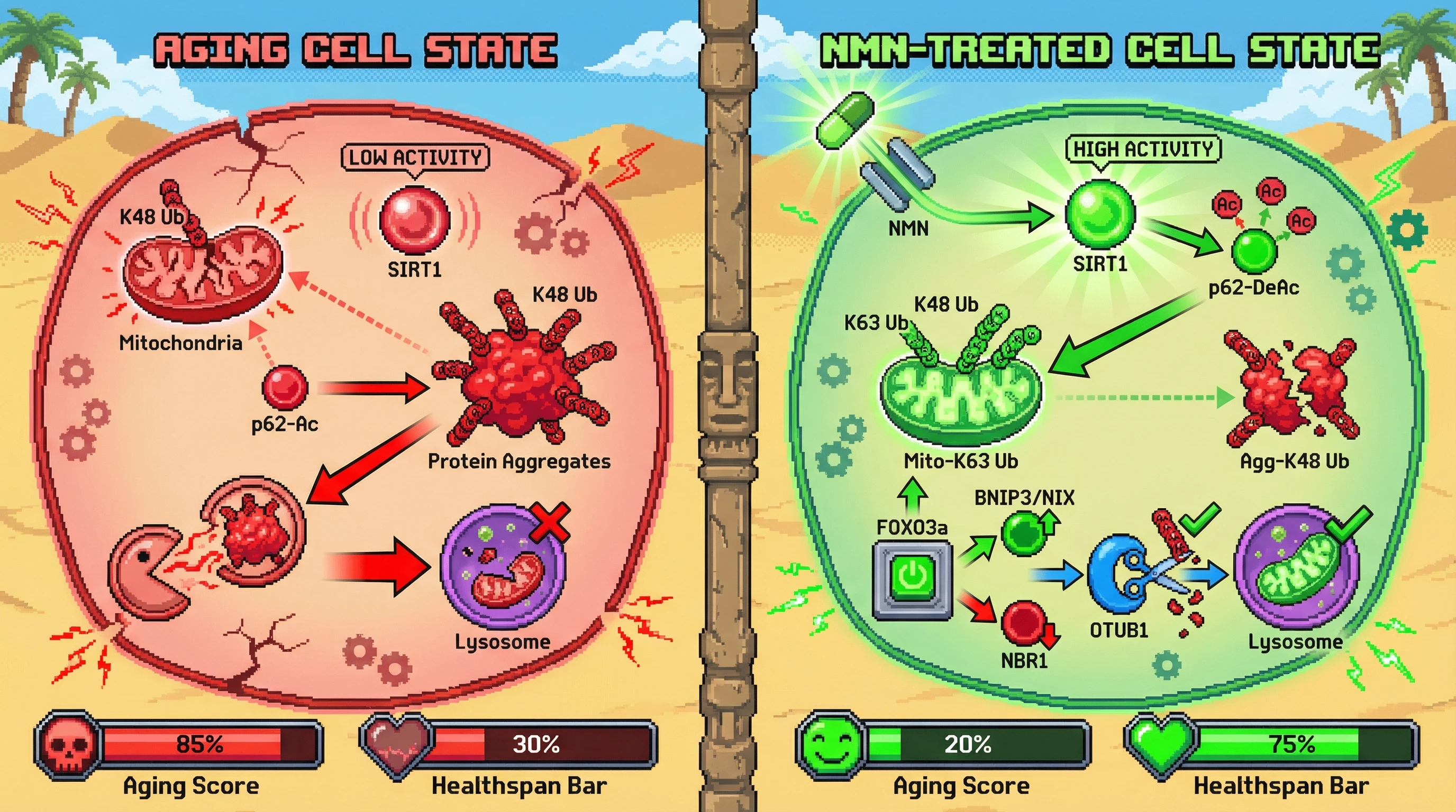 Infographic for: SIRT1-mediated reprogramming of autophagy cargo receptor hierarchy determines organelle selectivity in aging