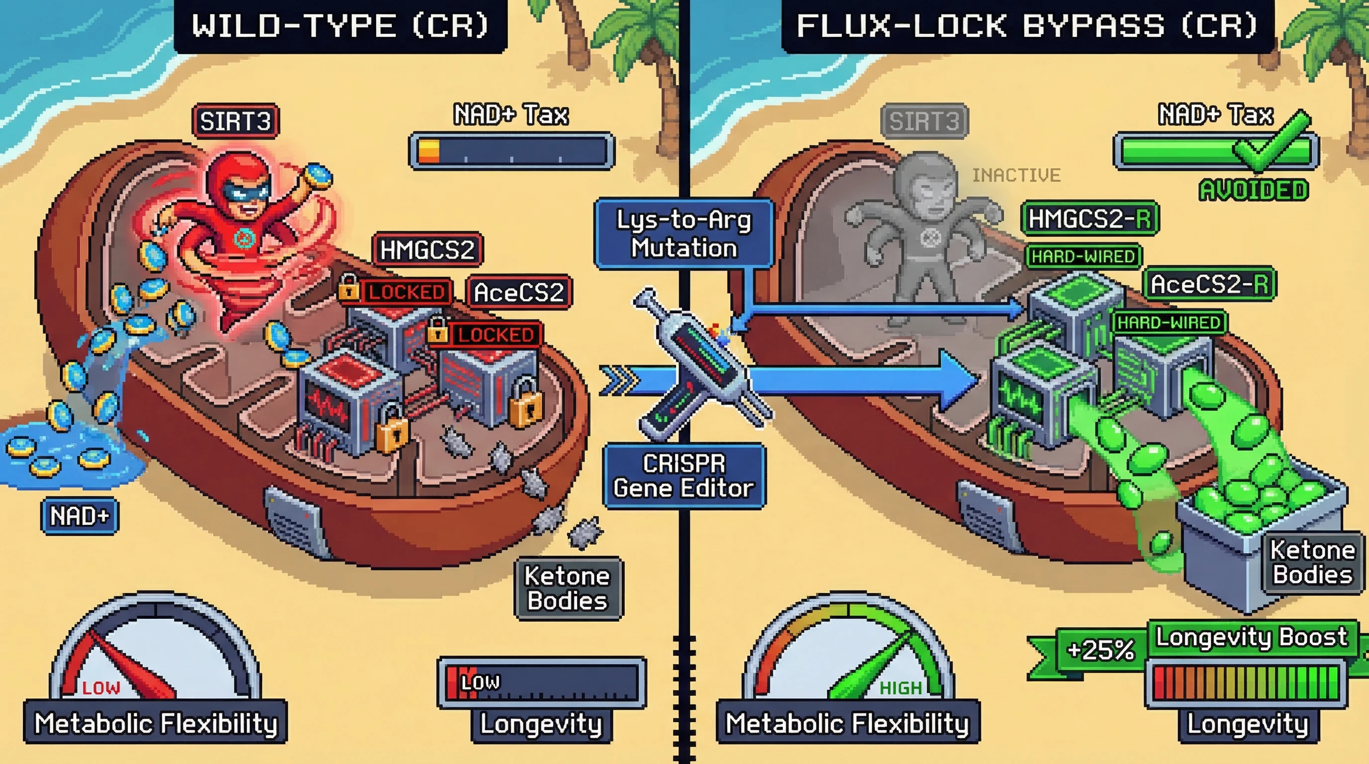 Mechanism: Under caloric restriction, hyperactive SIRT3 consumes NAD+ and locks metabolic enzymes like HMGCS2 into a rigid oxidative state, inhibiting a shift to lipid-derived signaling for longevity. Readout: Readout: Bypassing SIRT3 via Lys-to-Arg mutations in key enzymes avoids the NAD+ tax, improves metabolic flexibility, and is predicted to increase longevity by 25%.
