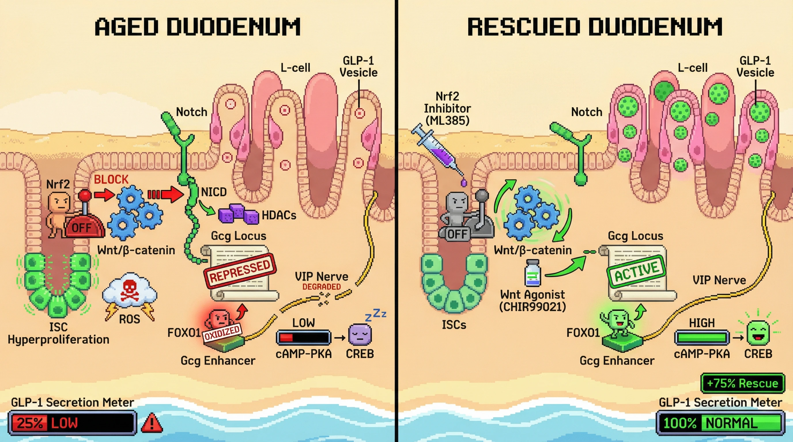 Mechanism: Aged intestinal stem cells exhibit Nrf2-driven Wnt/β-catenin antagonism and Notch-mediated Gcg repression, leading to reduced GLP-1 output per L-cell. Readout: Readout: Inhibiting Nrf2 or activating Wnt signaling in aged organoids restores GLP-1 secretion per L-cell by +75%.