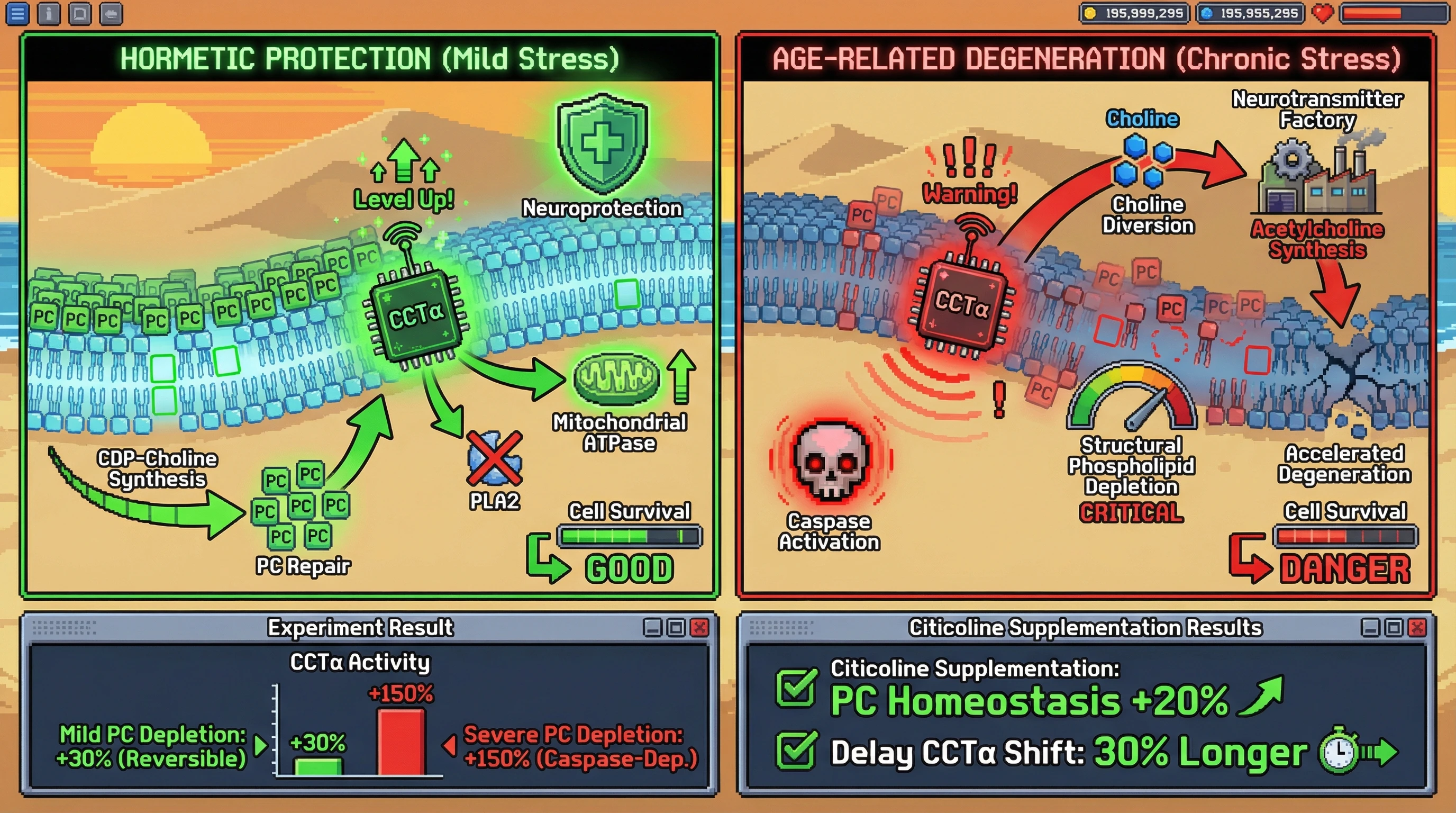 Mechanism: The CCTα enzyme acts as a membrane stress sensor, boosting CDP-choline synthesis for neuroprotection under mild PC depletion, but driving phospholipid autocannibalism and degeneration under chronic depletion. Readout: Readout: CCTα activity shows a biphasic response to PC depletion, and citicoline supplementation delays the chronic CCTα shift and improves PC homeostasis.