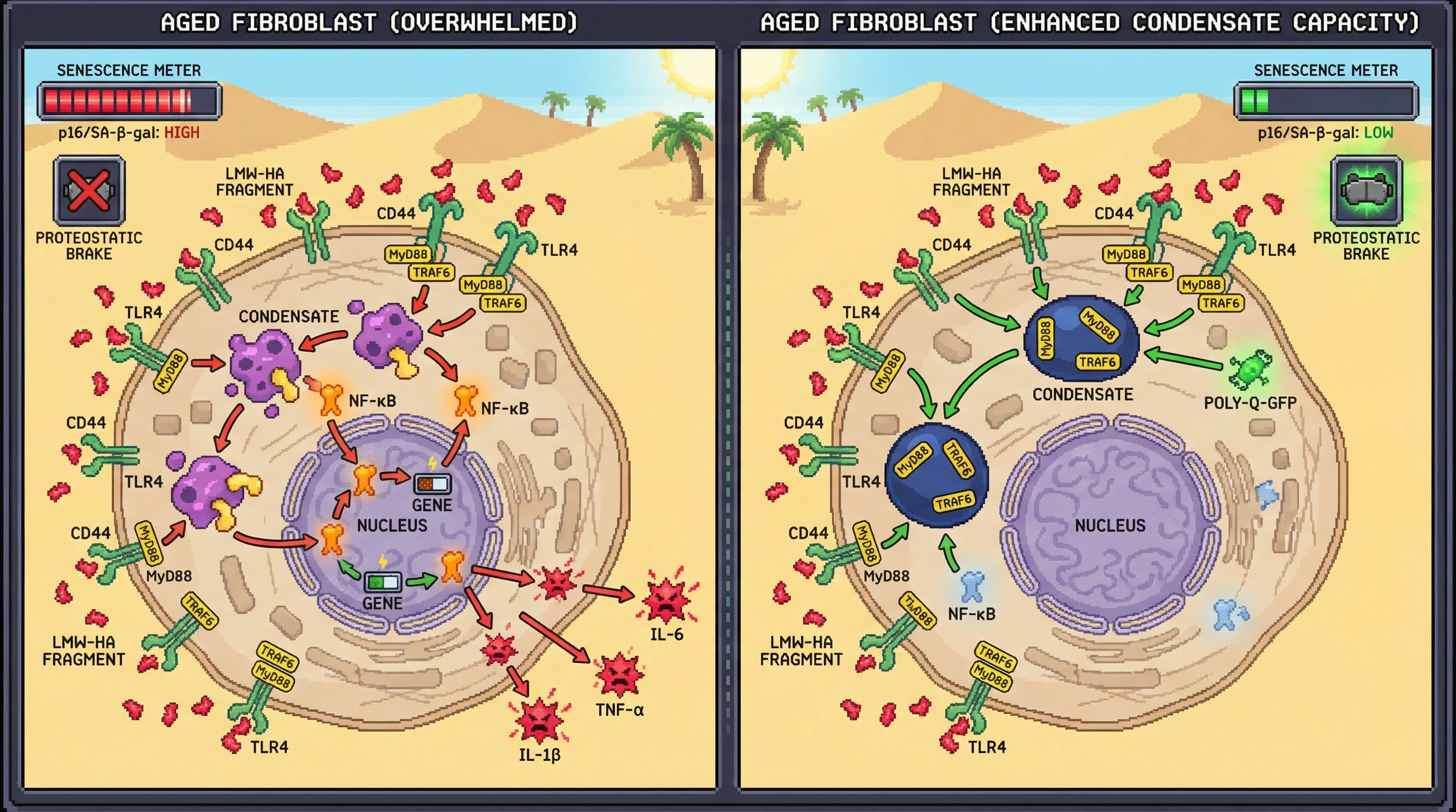 Mechanism: In aged fibroblasts, LMW-HA fragments trigger protein condensate formation that sequesters inflammatory signaling proteins, acting as a proteostatic brake. Readout: Readout: When condensate capacity is overwhelmed, NF-κB activates, leading to high inflammatory cytokine release and senescence markers; enhancing condensate capacity reverses this, reducing inflammation and senescence.