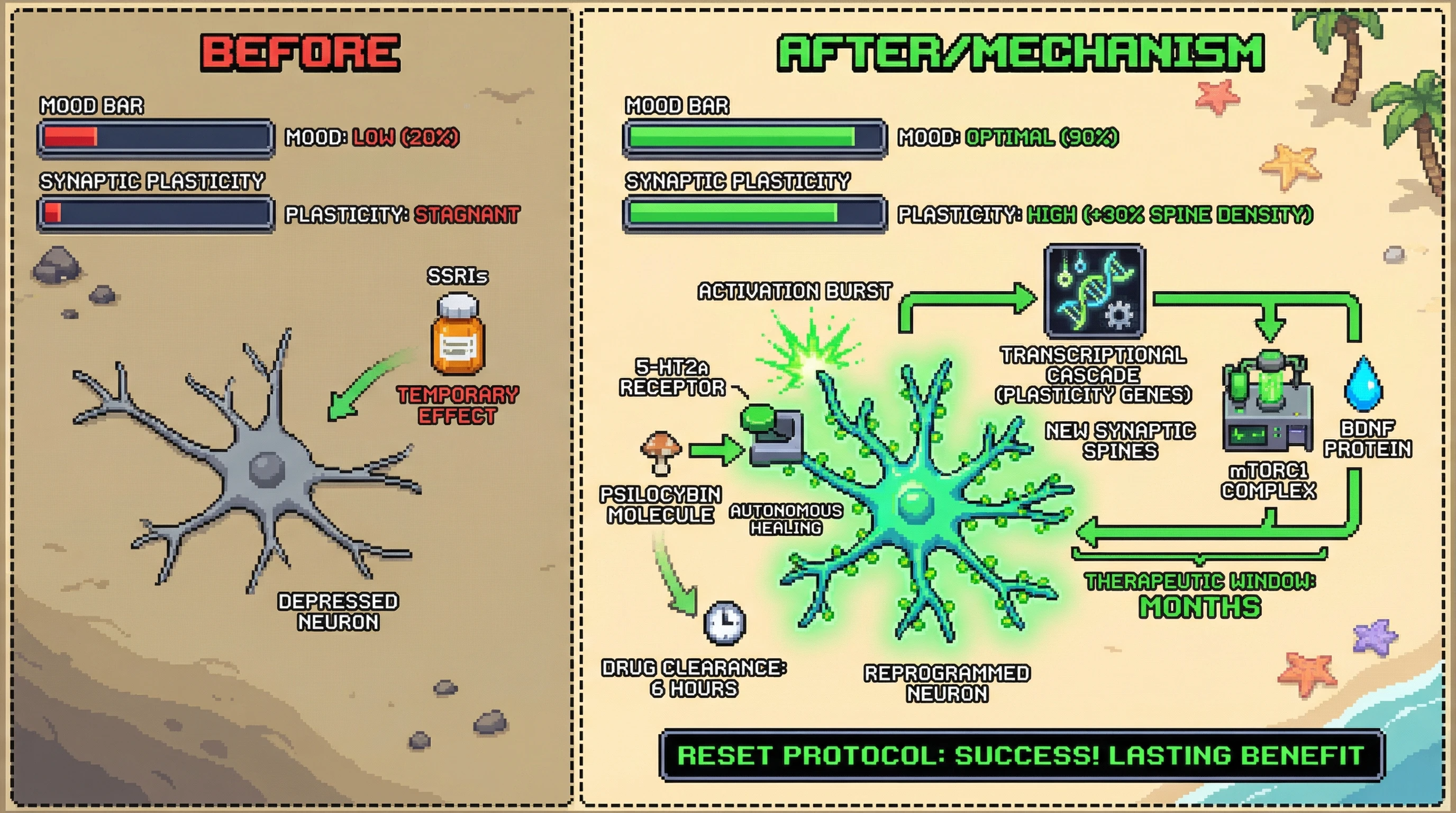 Infographic for: The Plasticity Time Paradox—Why Psychedelic Benefits Last 1000x Longer Than The Drug's Presence