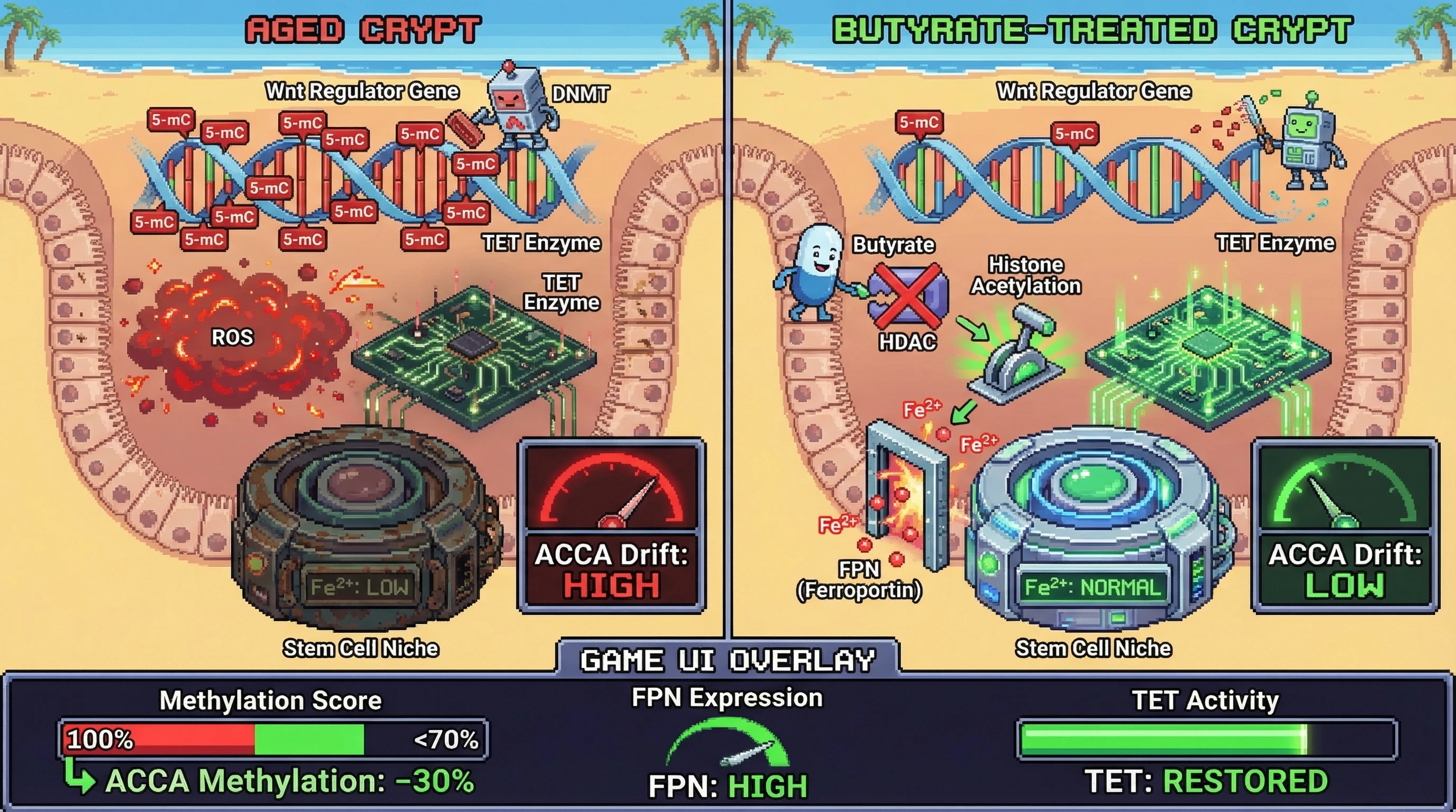 Infographic for: Butyrate‑Driven Iron Export as a Switch to Reverse Colon‑Specific Epigenetic Aging (ACCA Drift)