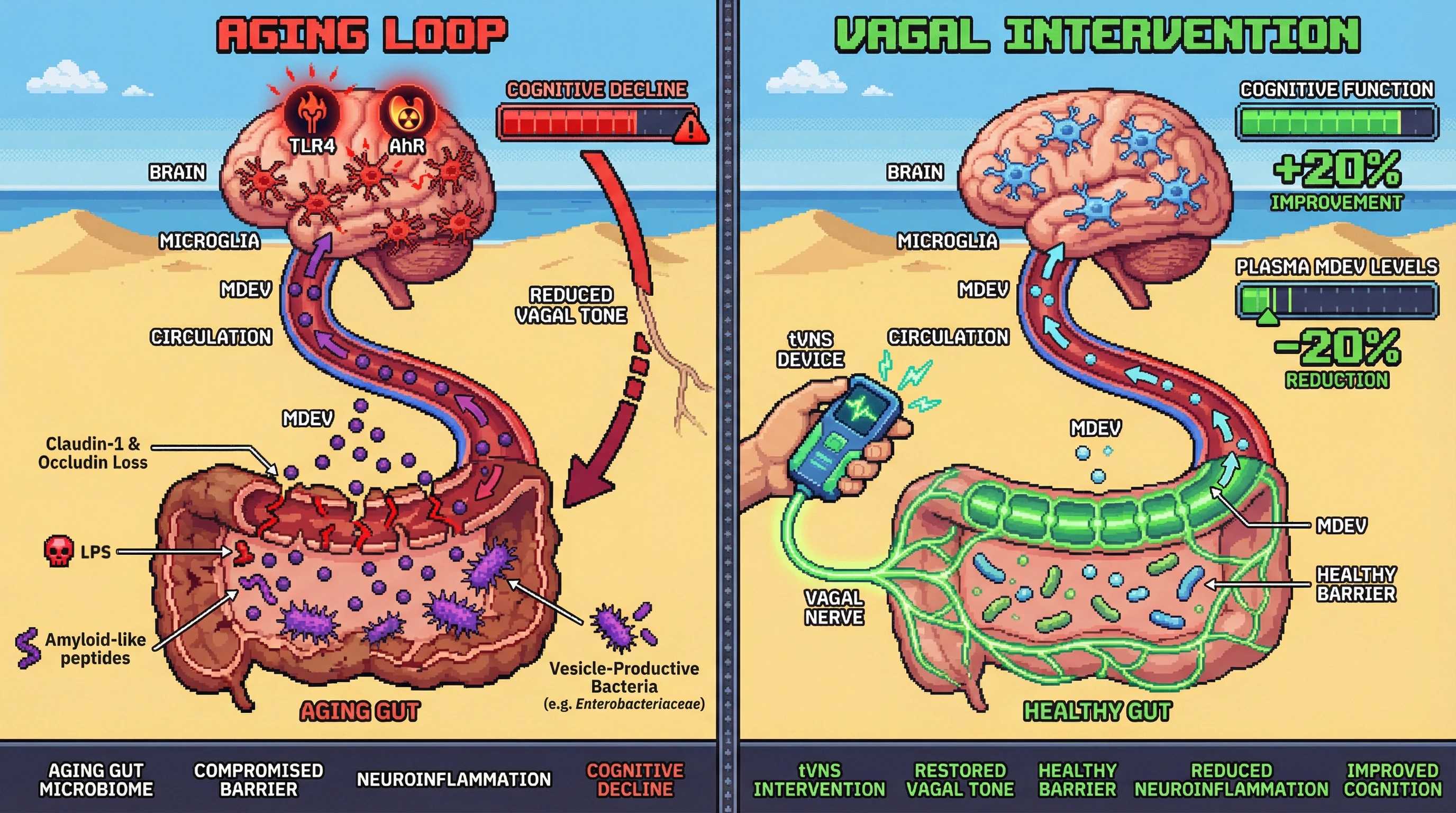 Infographic for: Aging-Amplified Gut-Brain Feedback: Microbial Extracellular Vesicles as Bidirectional Drivers of Neuroinflammation and Cognitive Decline