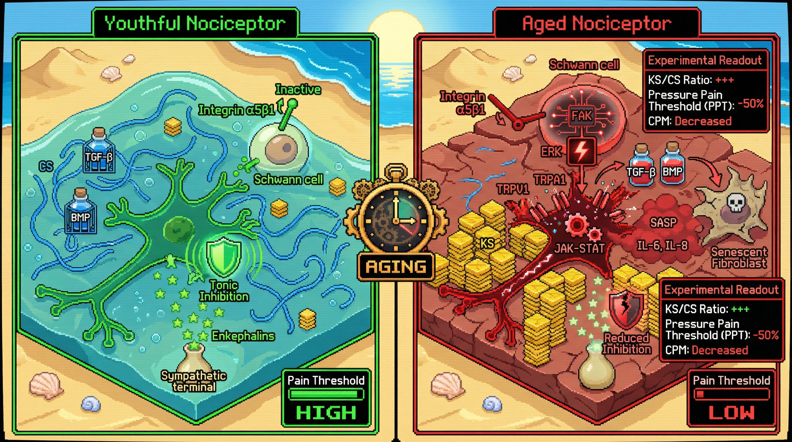 Infographic for: Keratan Sulfate Enrichment Drives Nociceptor Sensitization: A Glycomic Basis for Pain Tolerance as a Biomarker of Biological Age