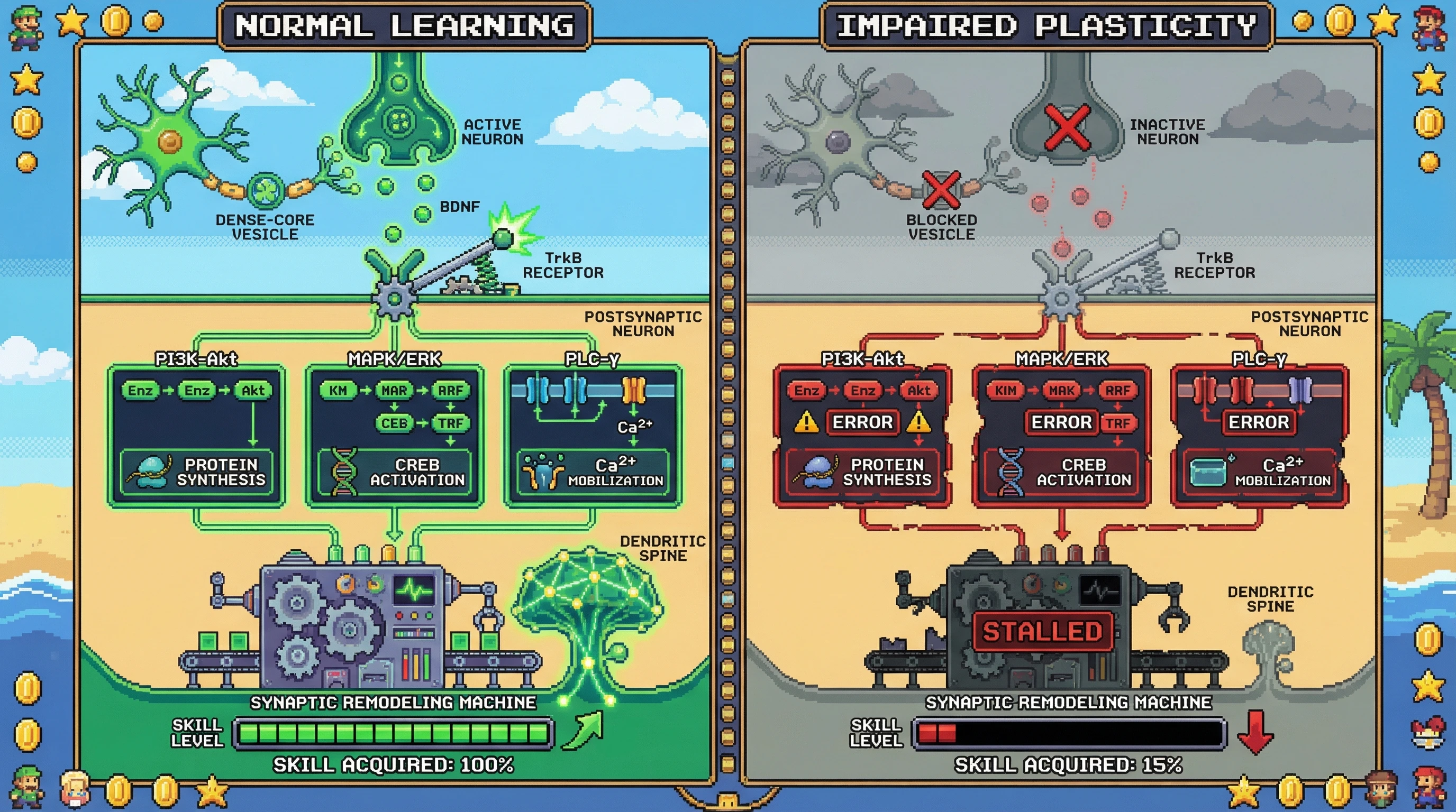 Infographic for: BDNF Is the Molecular Bridge Between Experience and Neural Circuit Remodeling—Without It, Practice Does Not Make Perfect