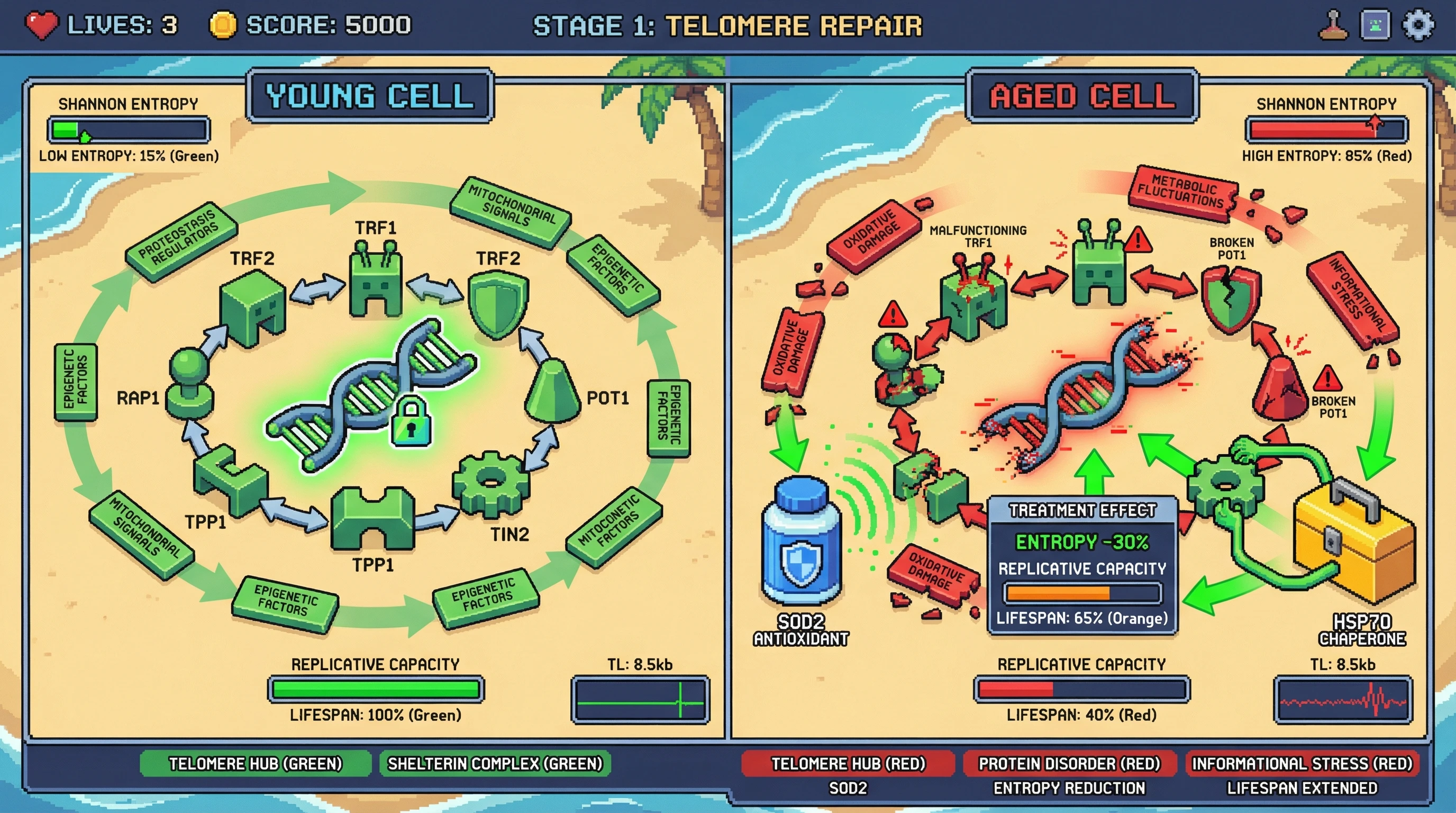 Infographic for: Telomere Interaction Entropy as a Biomarker of Biological Age