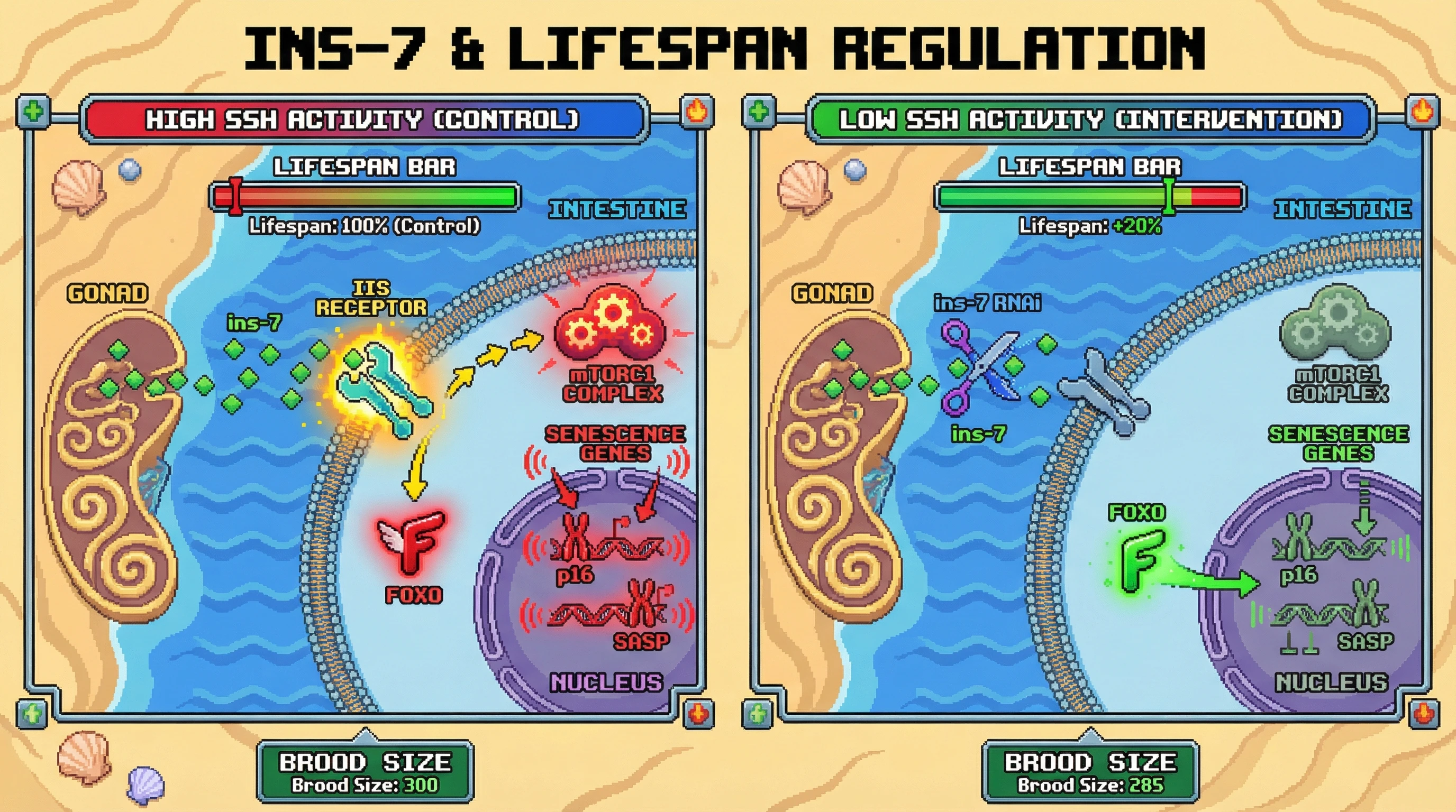 Infographic for: Aging as an Adaptively Tuned Senescence Signaling Hub: Negotiating Reproductive Trade‑offs for Longevity