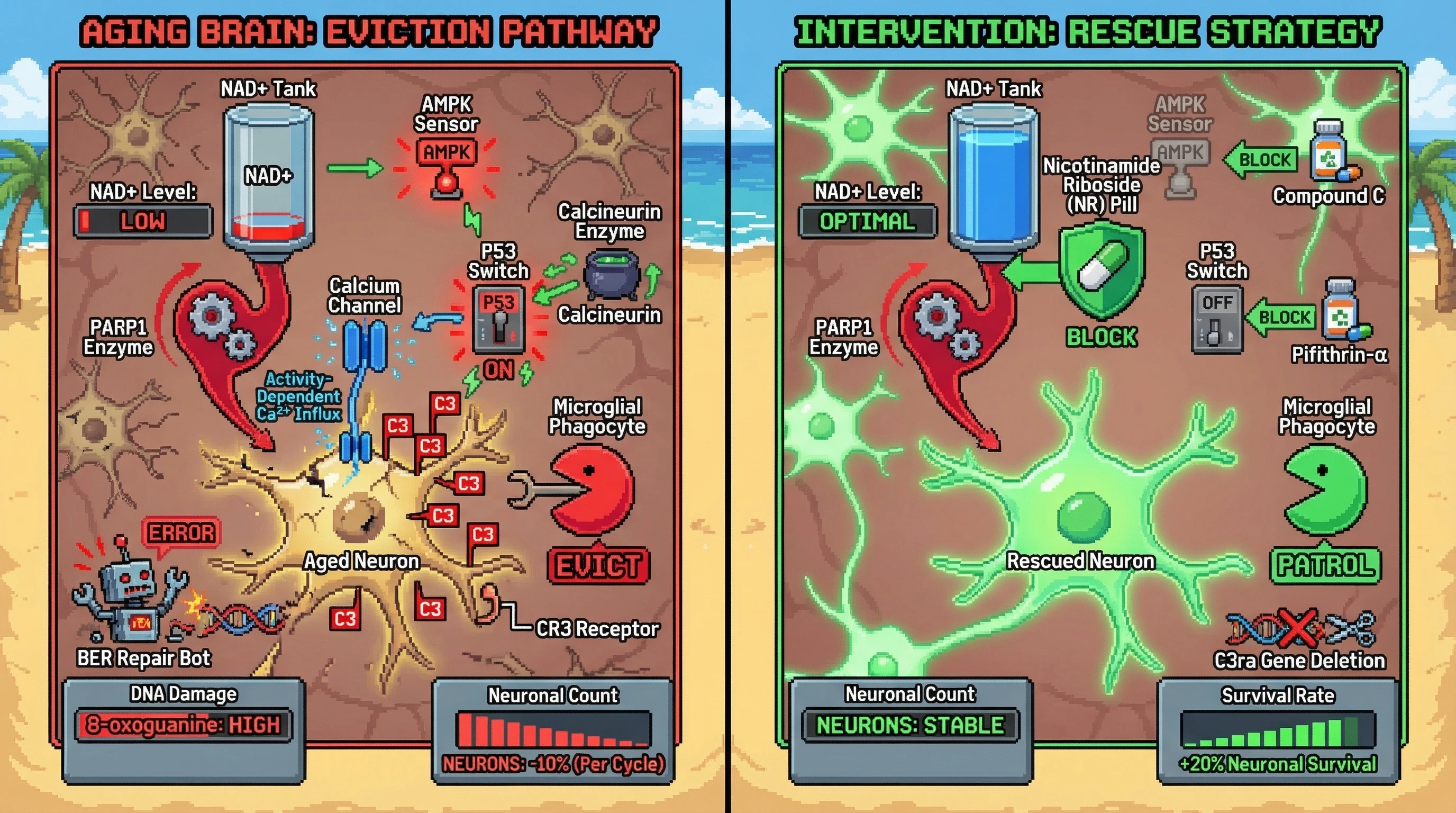 Infographic for: Energy‑Checkpoint Coupling Drives Activity‑Dependent Neuronal Eviction in the Aging Brain