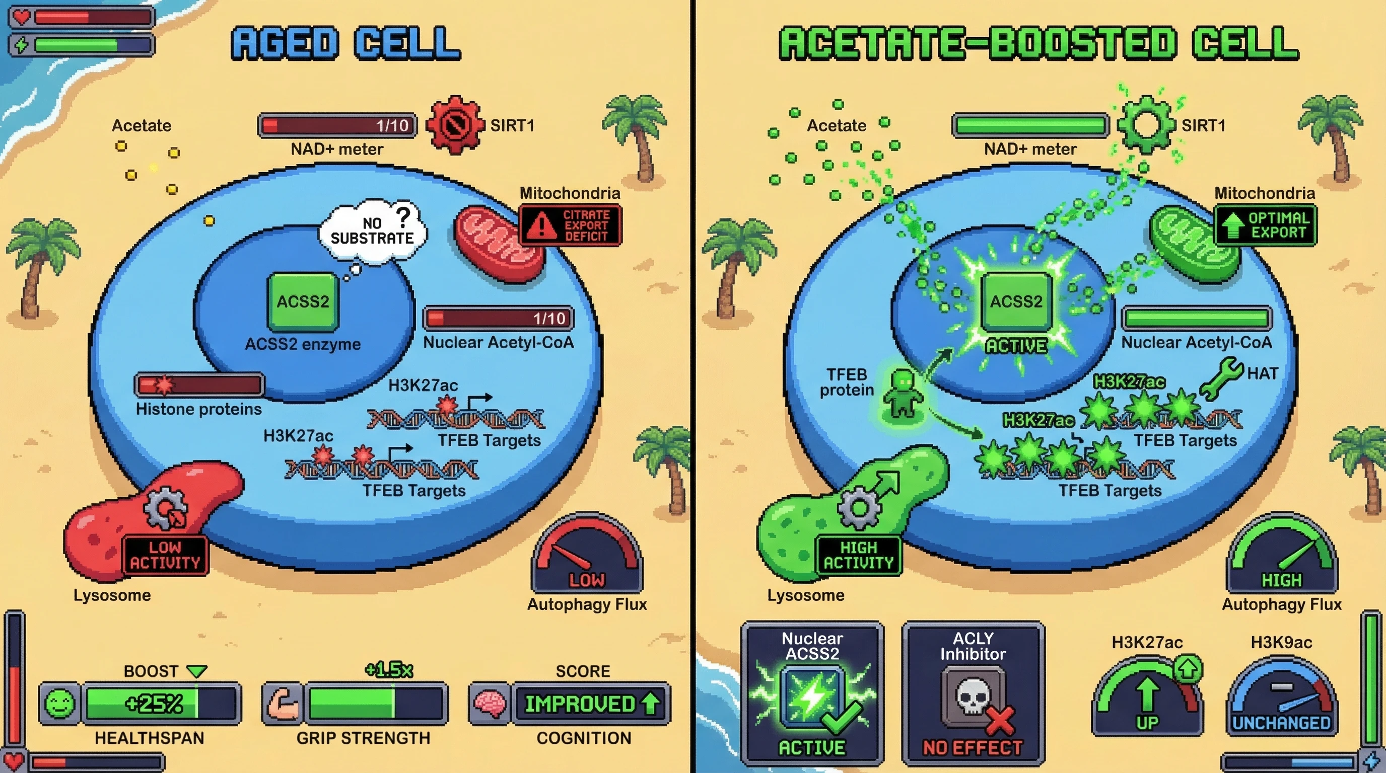 Infographic for: Acetate‑driven nuclear acetyl‑CoA restoration rescues age‑linked epigenetic decline via ACSS2‑dependent H3K27ac at autophagy promoters