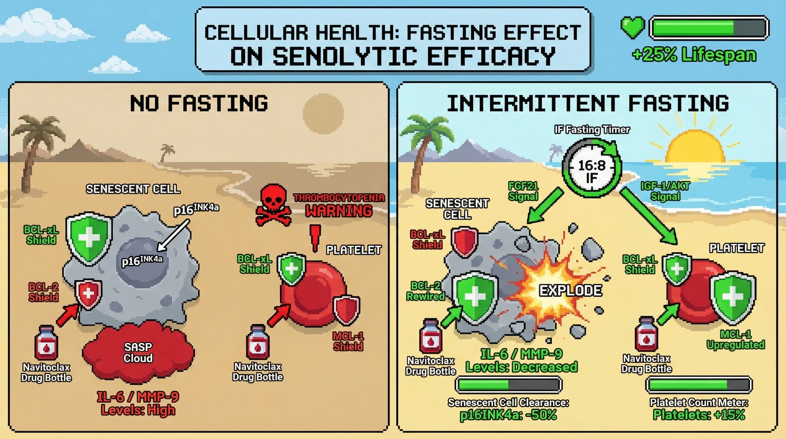 Mechanism: Intermittent fasting rewires senescent cells to depend on BCL-2, allowing BCL-2-selective senolytics like Navitoclax to clear them, while simultaneously upregulating MCL-1 in platelets to prevent thrombocytopenia. Readout: Readout: This combination achieves over 50% greater senescent cell clearance, maintains platelet counts, and improves functional health outcomes like lifespan.