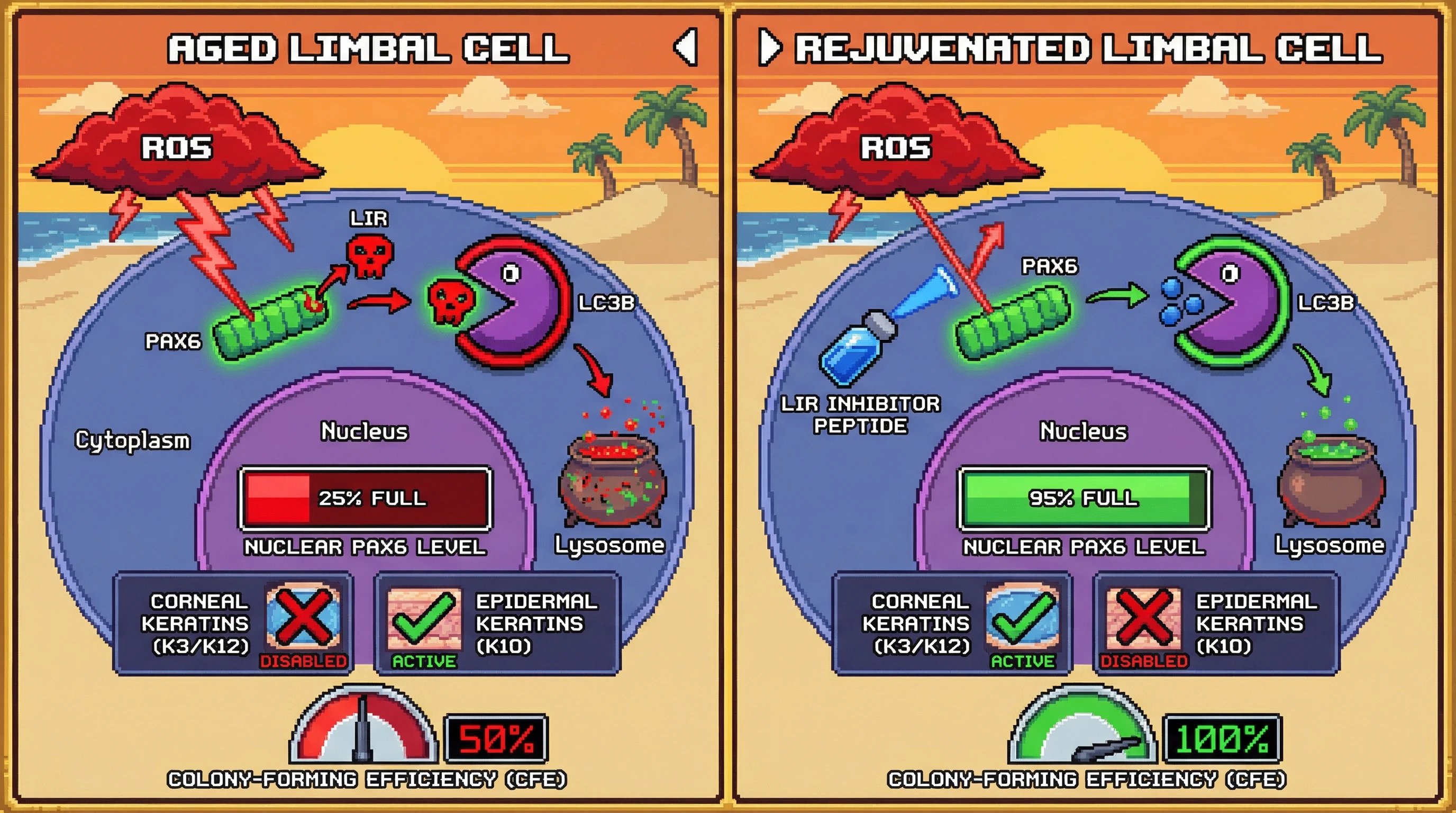Infographic for: Autophagy-mediated PAX6 sequestration as a reversible siege mechanism in aged limbal stem cell exhaustion