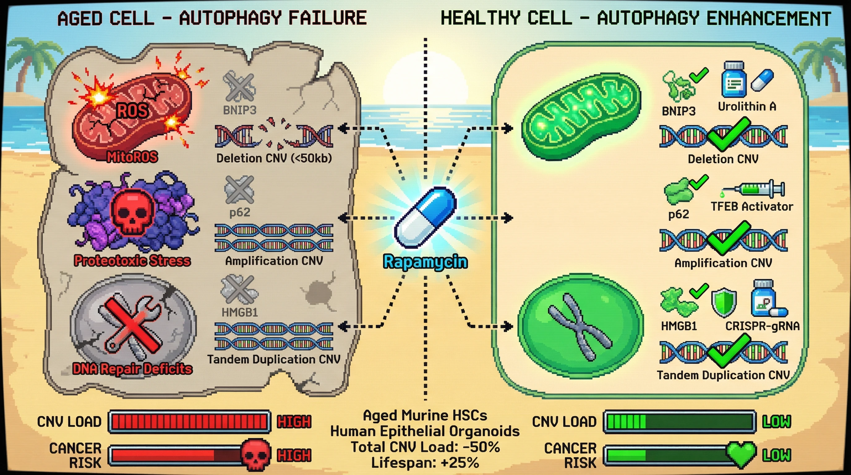 Mechanism: Substrate-specific autophagy adaptors (BNIP3, p62, HMGB1) dictate which copy number variations (CNVs) accumulate during aging. Readout: Readout: Activating specific adaptors like BNIP3 or p62, or inhibiting HMGB1, reduces corresponding CNV types and lowers overall cancer risk by up to 50%, increasing lifespan by 25%.