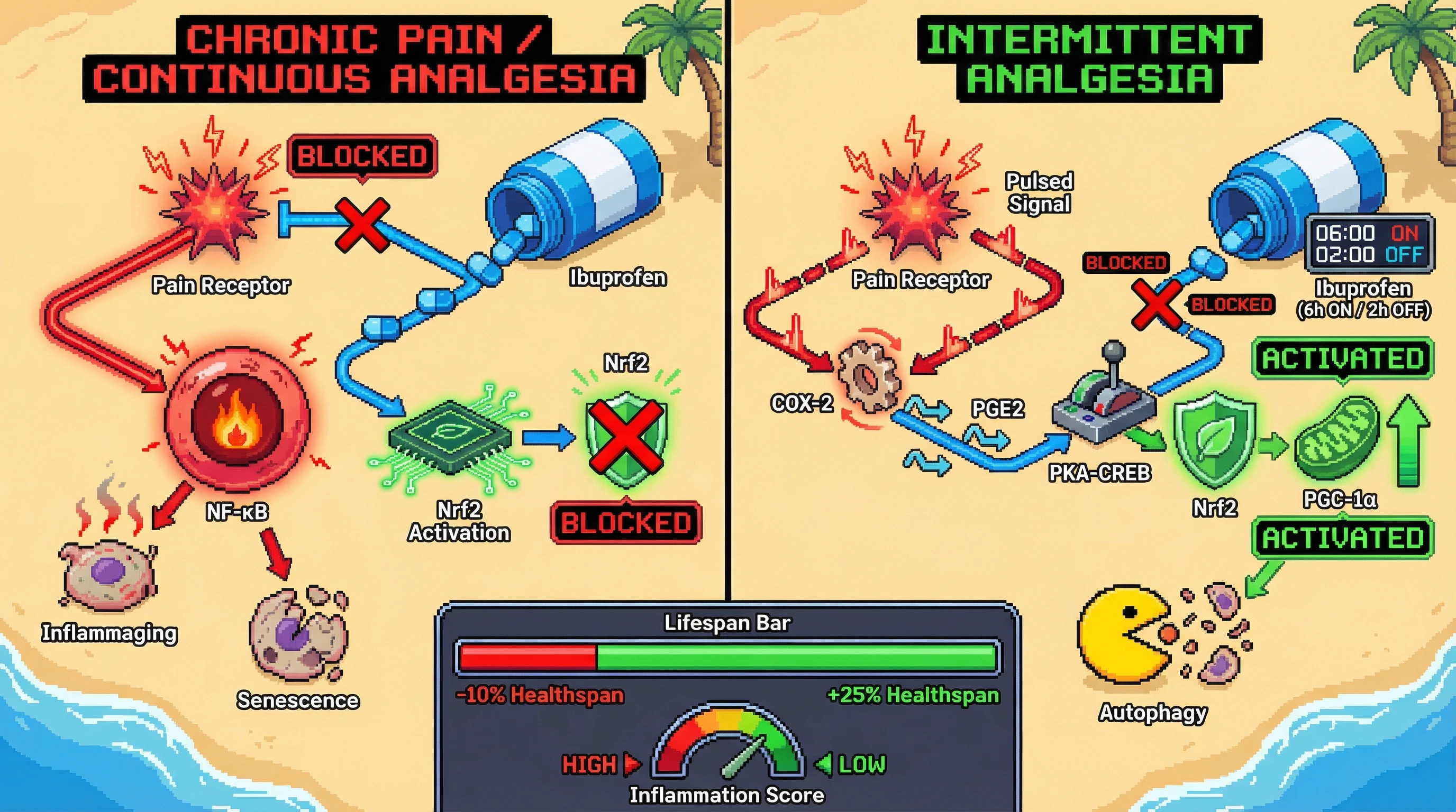 Infographic for: Intermittent analgesic dosing preserves nociceptive hormesis to extend healthspan