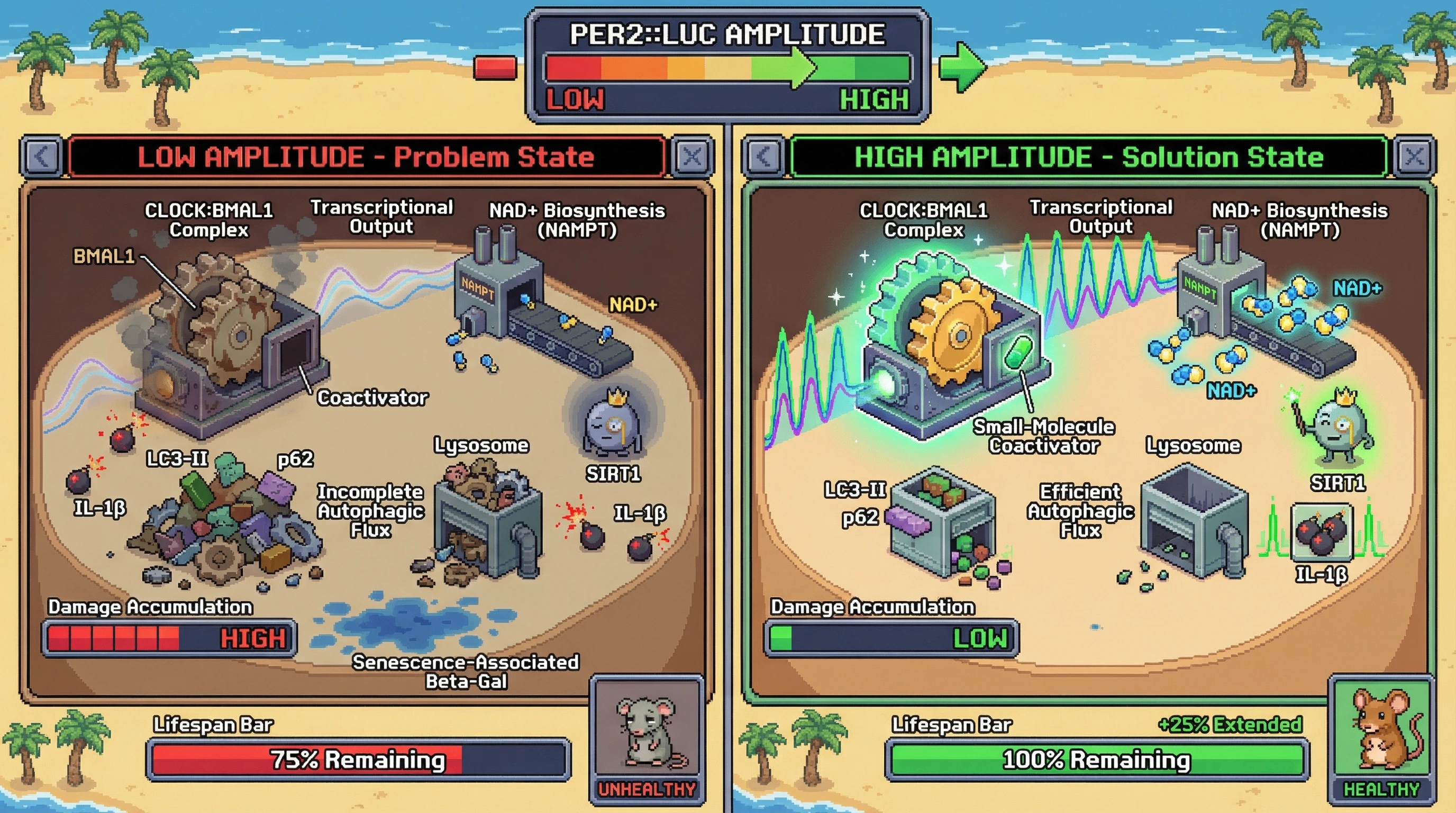 Infographic for: Hypothesis: Boosting Circadian Amplitude Through CLOCK:BMAL1 Coactivator Activation Synchronizes Repair Cycles and Delays Aging