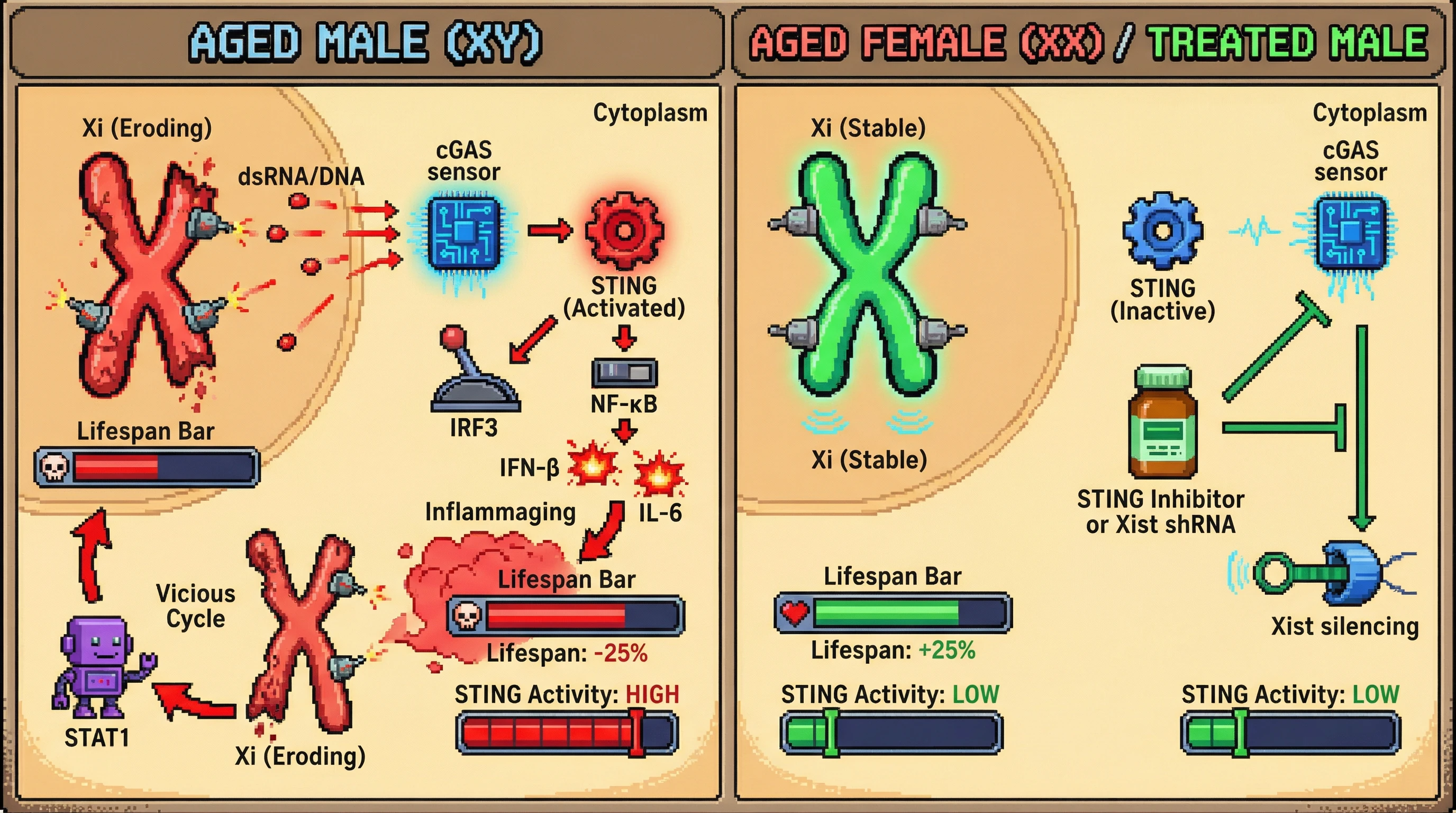 Mechanism: Age-related erosion of the inactive X chromosome in males leads to ectopic immune gene expression, activating the cGAS-STING pathway and driving inflammaging. Readout: Readout: This process results in decreased lifespan and high STING activity, which is mitigated by STING inhibition or stable XCI, increasing lifespan by 25%.