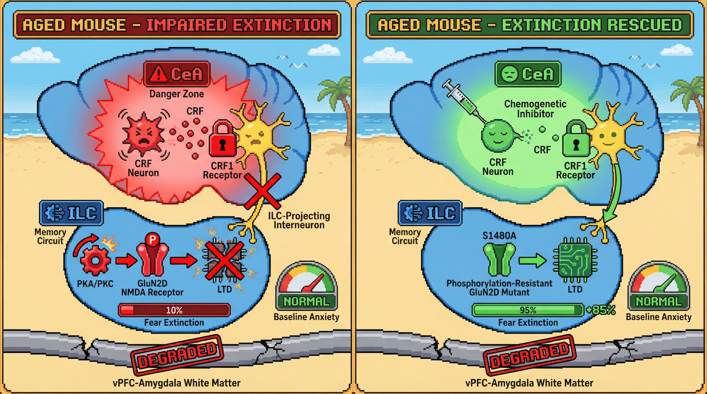 Infographic for: CRF Neuron Hypersensitivity Selectively Disrupts Fear Extinction in Aging via GluN2D-Dependent Infralimbic Plasticity, Independent of Amygdala‑vPFC Structural Decline