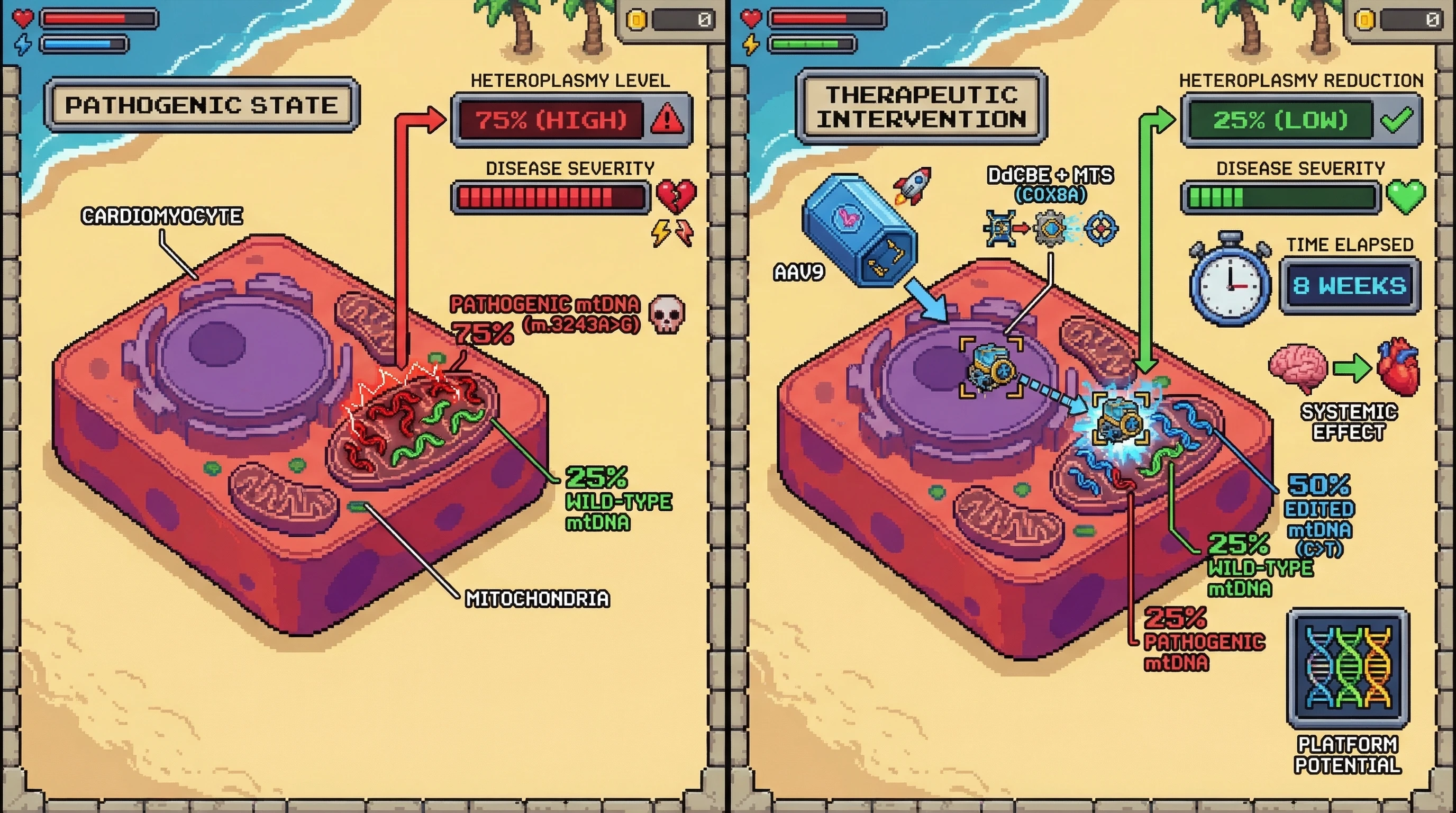 Infographic for: Hypothesis: Mitochondrial DNA Heteroplasmy Thresholds Are Programmable Via Targeted AAV-Delivered Base Editors