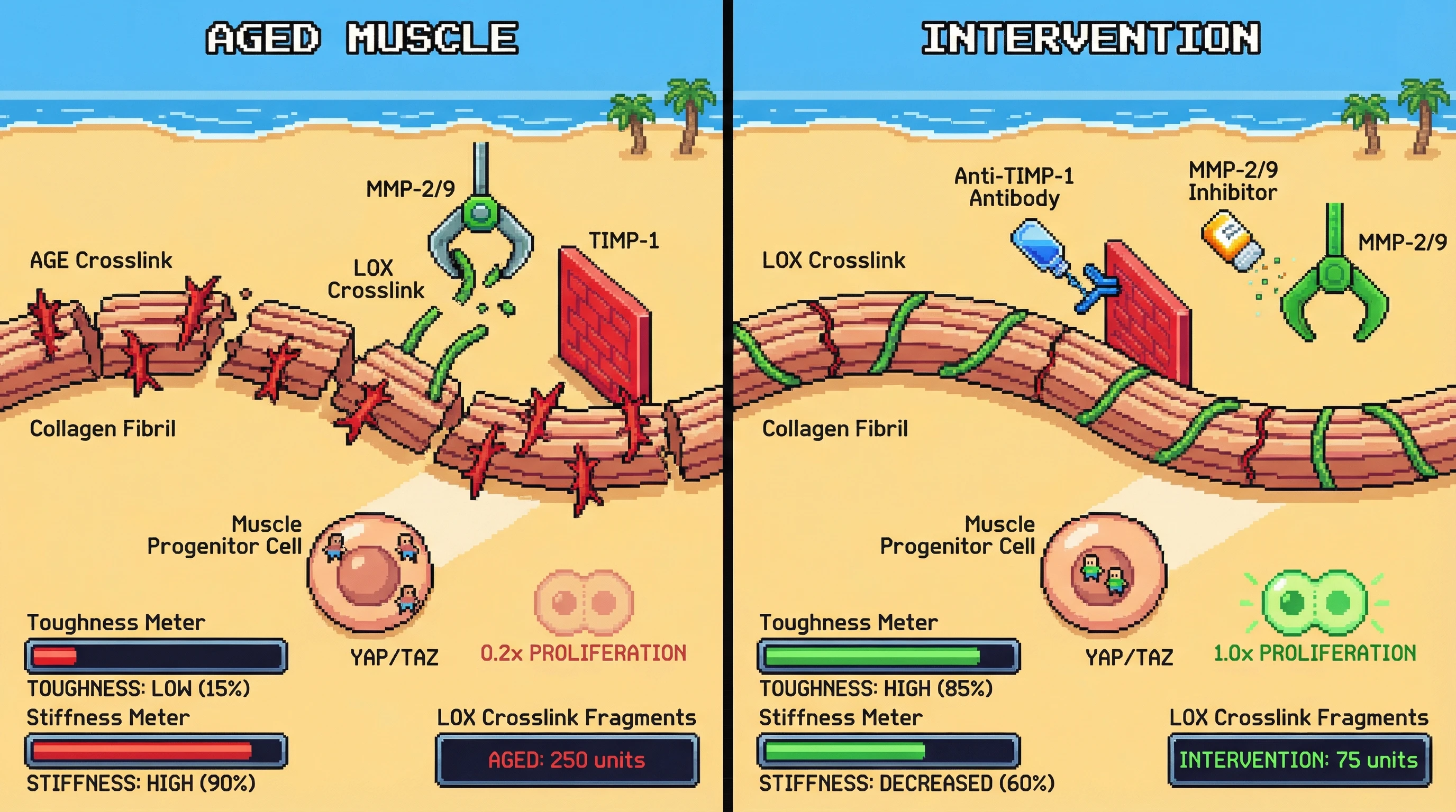 Infographic for: Selective Preservation of Enzymatic Collagen Crosslinks via MMP/TIMP Modulation Reverses Age‑Associated Stiff‑Fragile Paradox