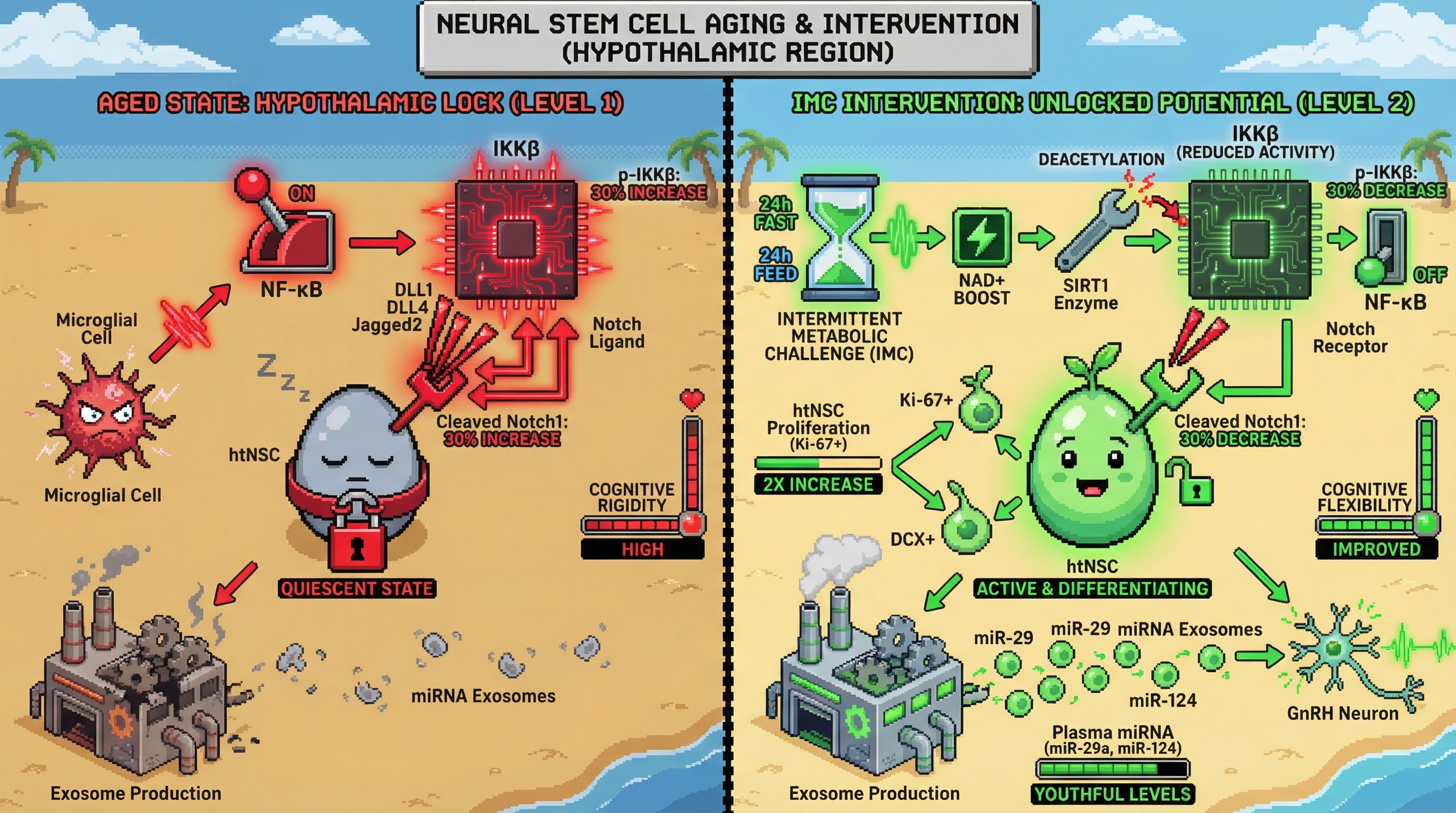 Infographic for: Intermittent Metabolic Challenge Reverses Hypothalamic Over-Consolidation by Resetting IKKβ/NF-κB‑Notch Lock and Restoring Stem‑Cell Exosomal Signaling