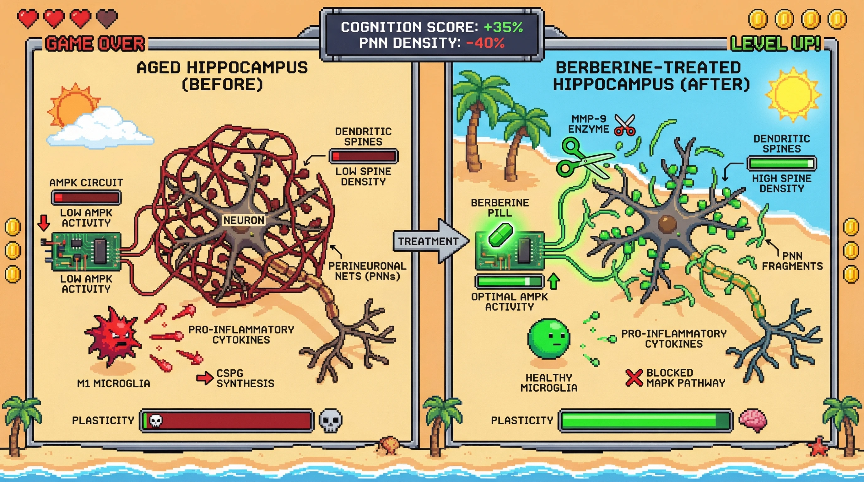 Mechanism: Berberine optimizes AMPK activity, leading to MMP-9 activation that degrades perineuronal nets (PNNs) and reduces microglial inflammation. Readout: Readout: This process increases dendritic spine density and boosts the cognition score by 35% while decreasing PNN density by 40%.