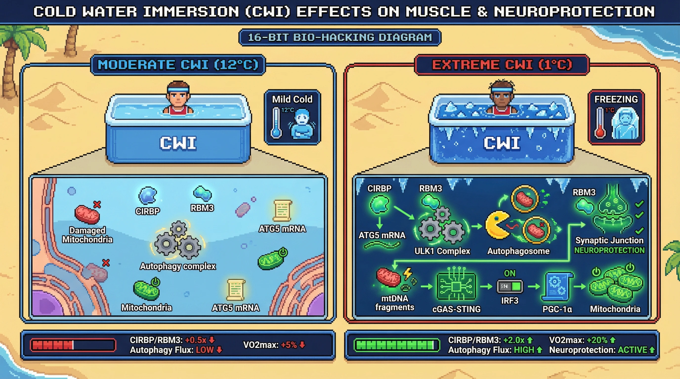 Infographic for: Extreme Near-Freezing Cold Water Immersion Uniquely Induces Cold Shock Protein–Mediated Autophagy and Mitochondrial Biogenesis During Recovery, Yielding Superior Long-Term Muscle Adaptations Compared to Moderate Cold Exposure