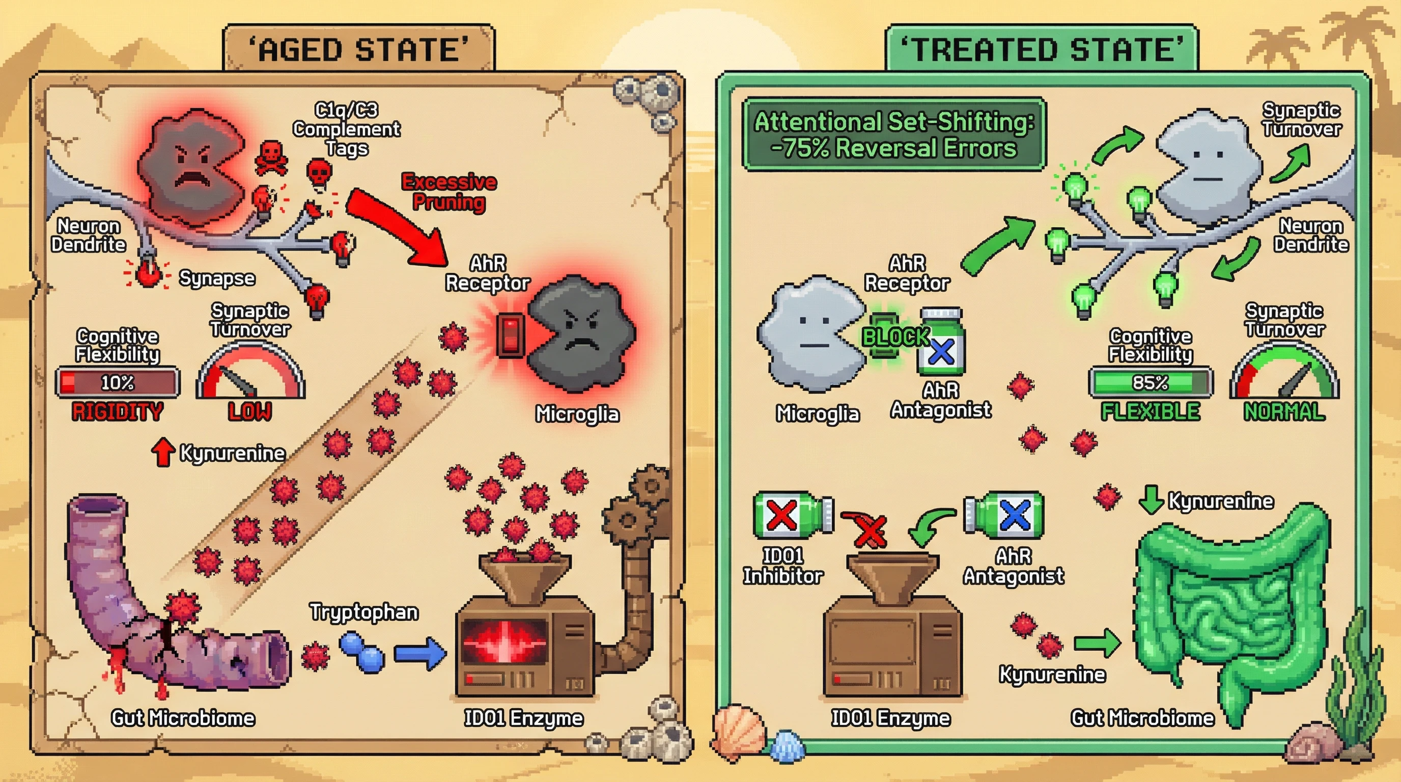 Infographic for: Microbiota‑Derived Kynurenine Drives Microglial Synaptic Pruning in Aging, and Its Blockade Restores Plasticity by Re‑Introducing Predictive Uncertainty
