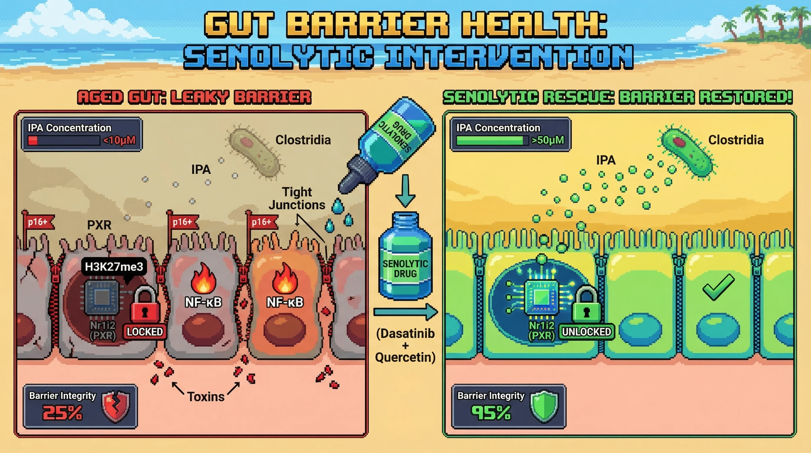 Mechanism: Aging causes low gut IPA and epigenetic silencing of PXR in senescent cells, leading to a leaky intestinal barrier. Readout: Readout: Senolytic treatment restores PXR expression and tight junctions, increasing barrier integrity from 25% to 95%.