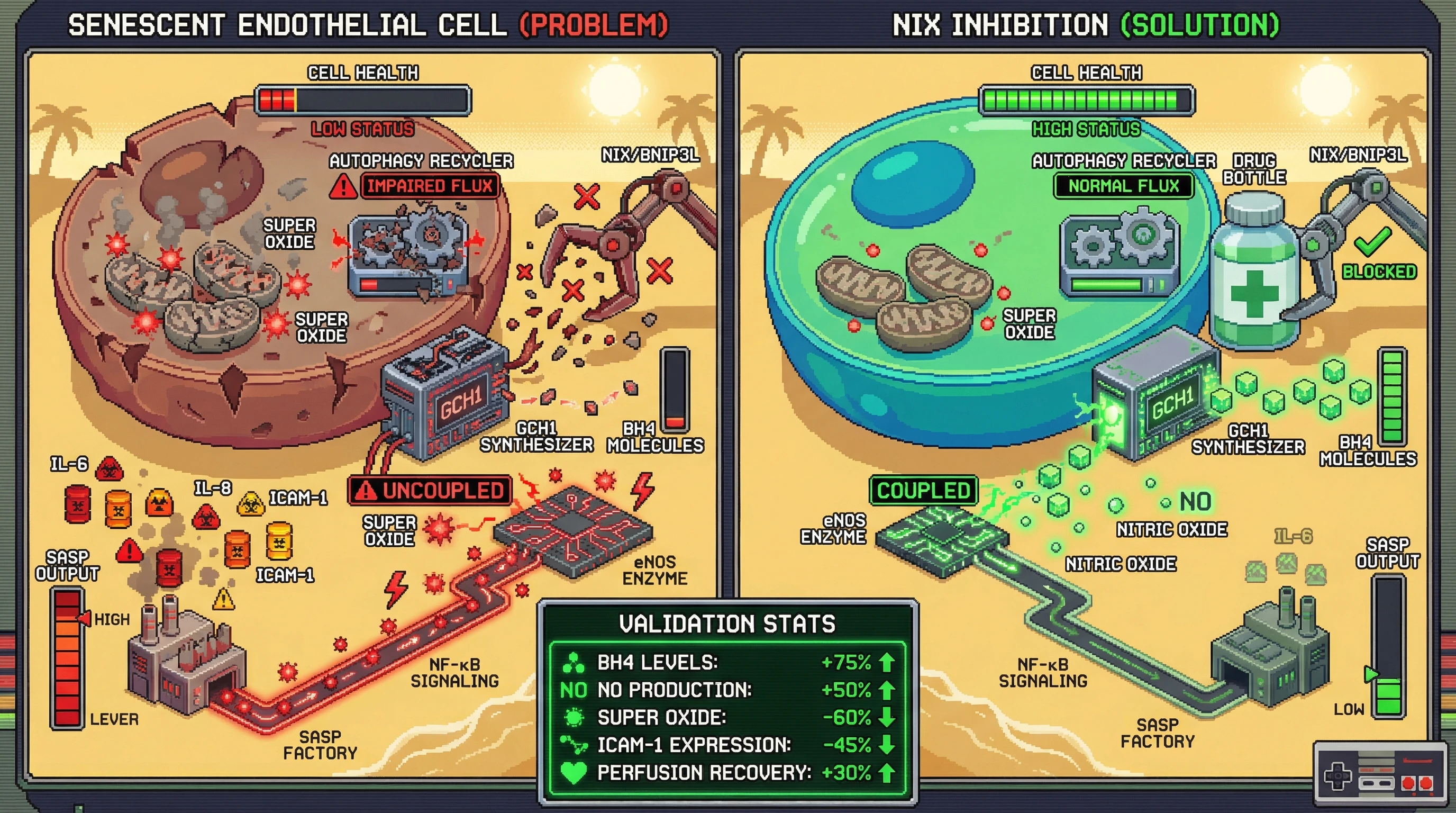 Infographic for: Autophagy-mediated selective degradation of GTP cyclohydrolase I couples mitochondrial siege to eNOS uncoupling in senescent endothelium