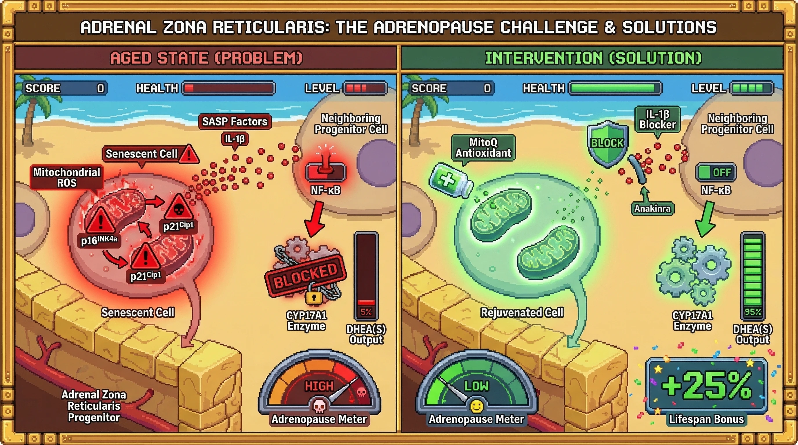 Infographic for: Mitochondrial ROS-Driven Senescence of Adrenal Zona Reticularis Progenitors Mediates Adrenopause via IL-1β–Dependent CYP17A1 Suppression