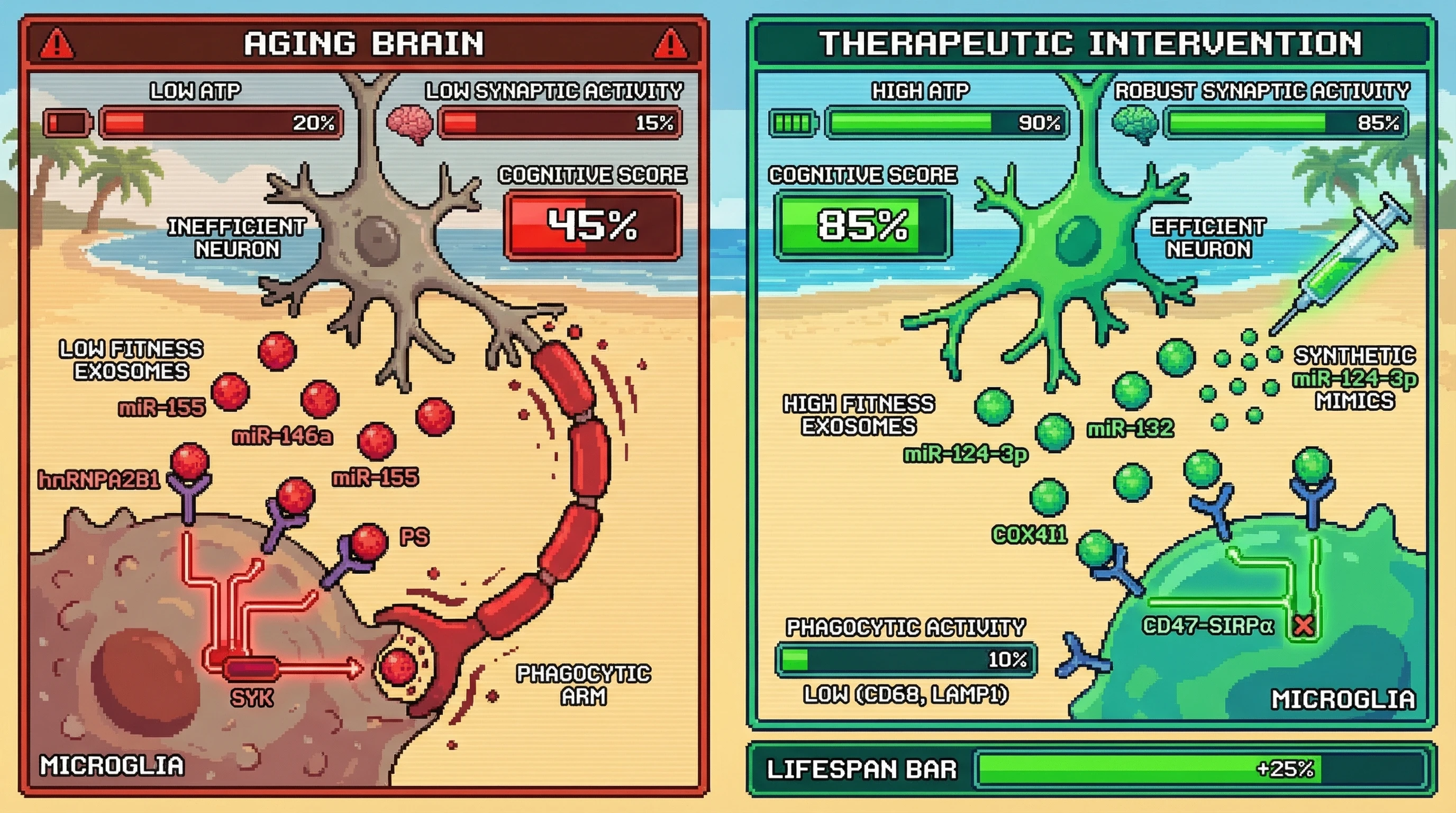 Infographic for: Exosomal Fitness Codes Direct Microglial Pruning of Inefficient Neurons During Aging