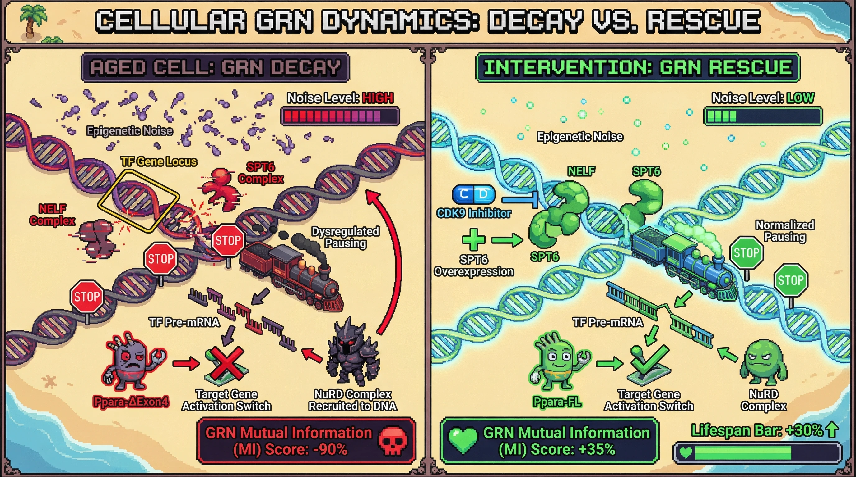 Mechanism: Epigenetic noise dysregulates NELF/SPT6, causing aberrant splicing and malformed TF isoforms that lead to gene regulatory network decay. Readout: Readout: Pharmacological intervention normalizes TF isoforms, rescuing GRN mutual information by 35% and increasing lifespan by 30%.