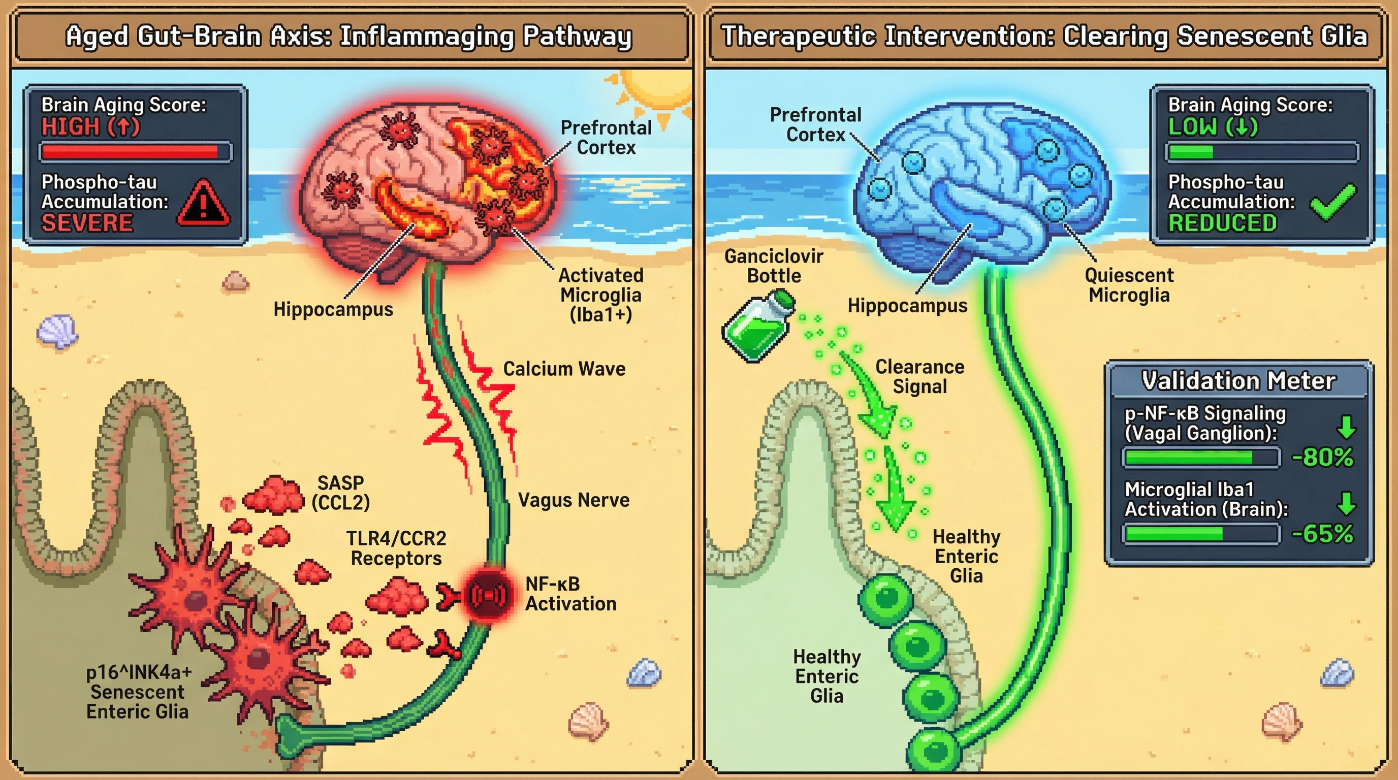 Mechanism: Senescent enteric glia release SASP (CCL2) that activates vagal nerve TLR4/CCR2, propagating NF-κB signaling to the brain and driving region-specific microglial aging. Readout: Readout: Selective clearance of p16+ enteric glia reduces brain aging scores and phospho-tau accumulation, with decreased vagal p-NF-κB and microglial Iba1 activation.