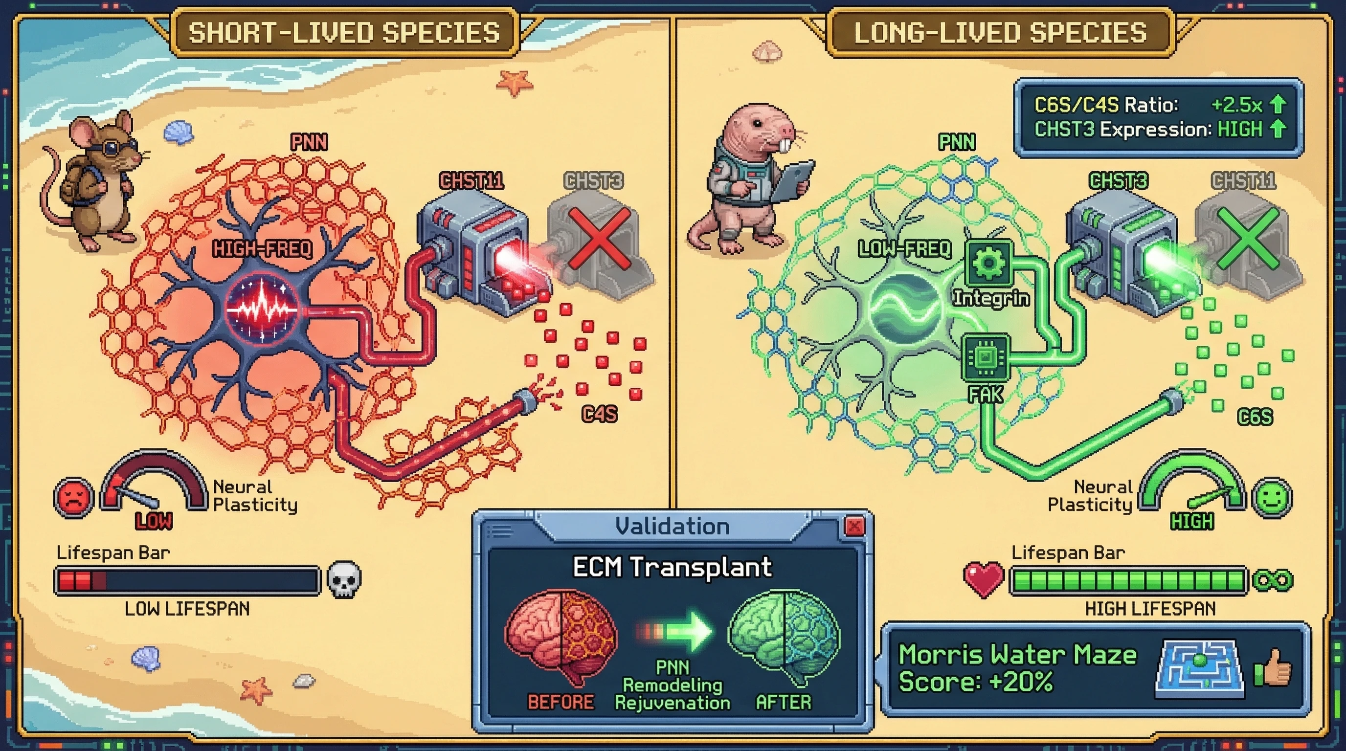 Mechanism: Chronic low-frequency neural activity in long-lived species upregulates CHST3 via integrin/FAK signaling, maintaining C6S-dominant perineuronal nets and neural plasticity. Readout: Readout: Long-lived species exhibit 2-3x higher C6S/C4S ratios and high CHST3 expression, and ECM transplantation from these species improves cognitive performance in aged mice.