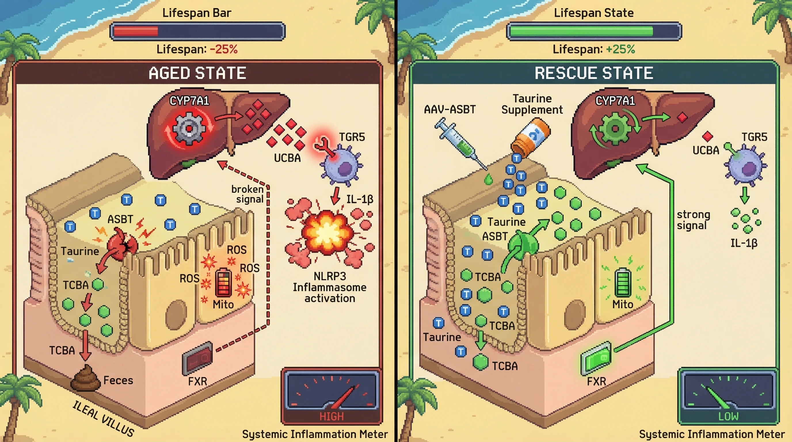 Infographic for: Age‑Related Ileal ASBT Decline Amplifies Taurine‑Deficient Bile Acid Loss, Driving Mitochondrial Dysfunction and Inflammaging via FXR‑TGR5 Crosstalk