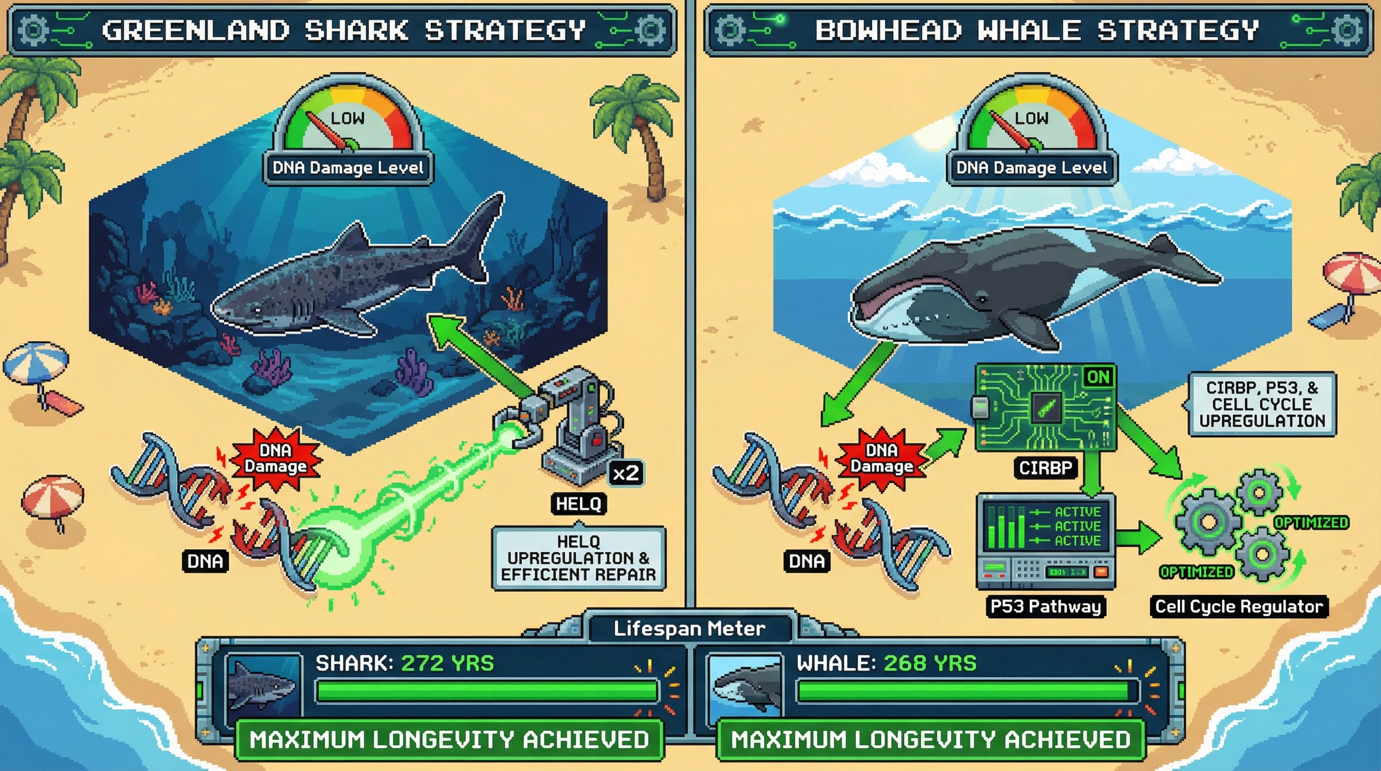 Infographic for: Bowhead whales live 268 years by rewriting their DNA repair playbook—using different genes than sharks