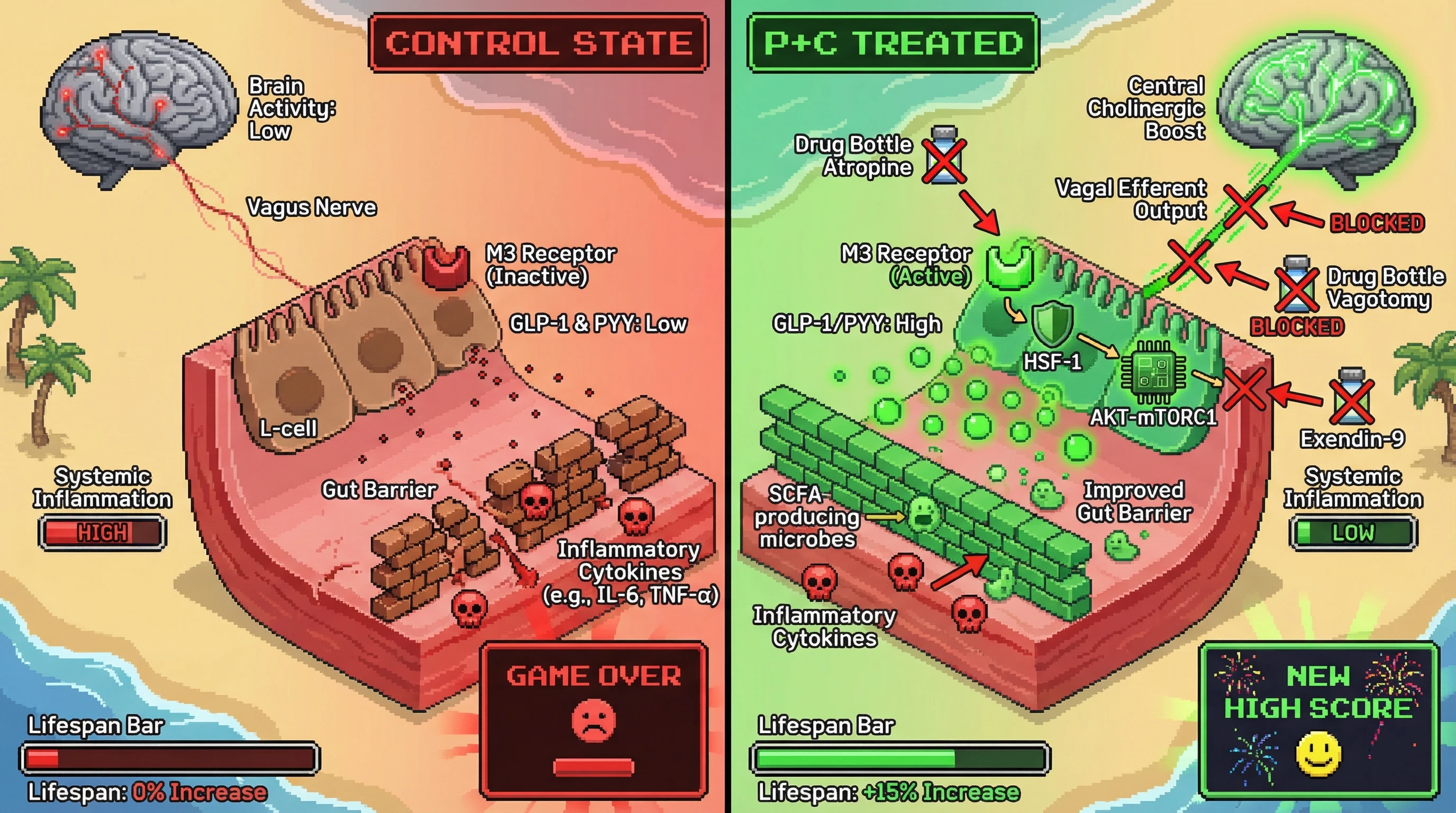 Infographic for: Bottom‑up longevity: testing whether central cholinergic activation reshapes gut enteroendocrine signaling to extend mammalian lifespan