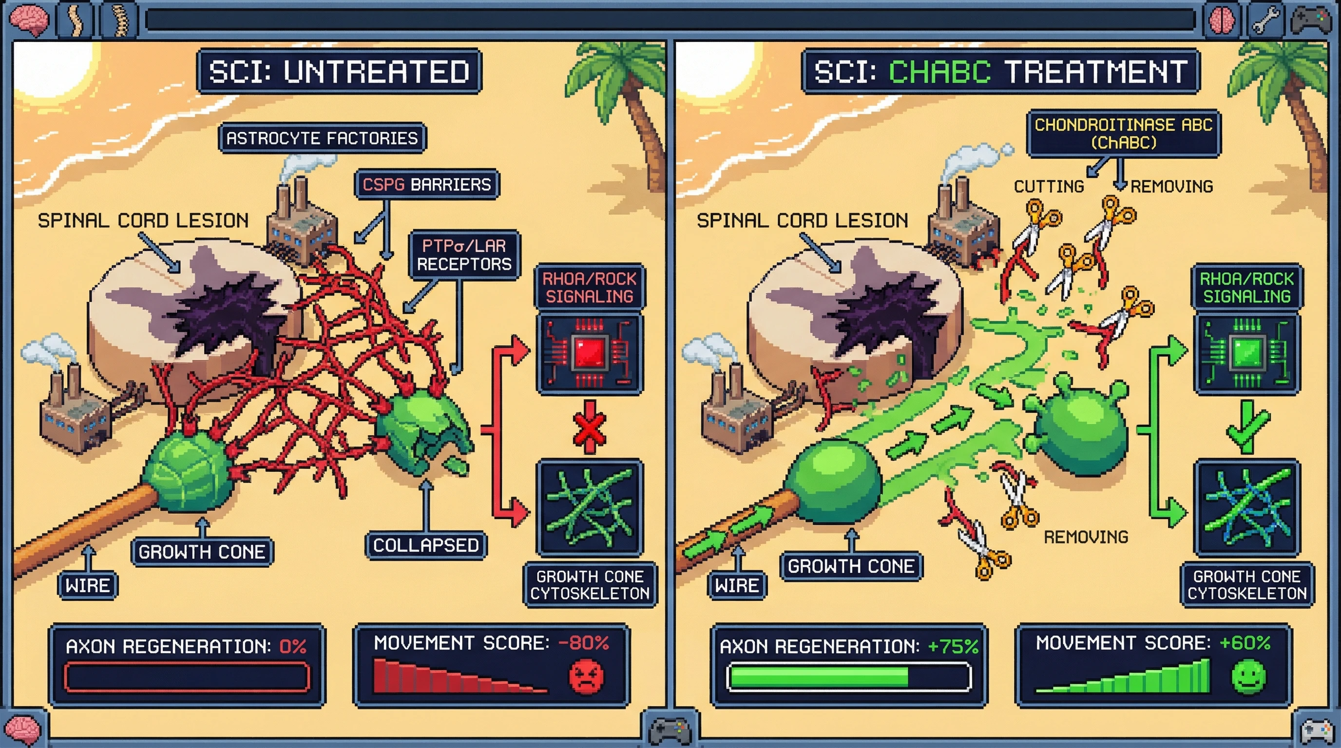 Infographic for: The Glial Scar Forms in Two Waves—CSPGs Are the Second Wave That Kills Axon Regeneration