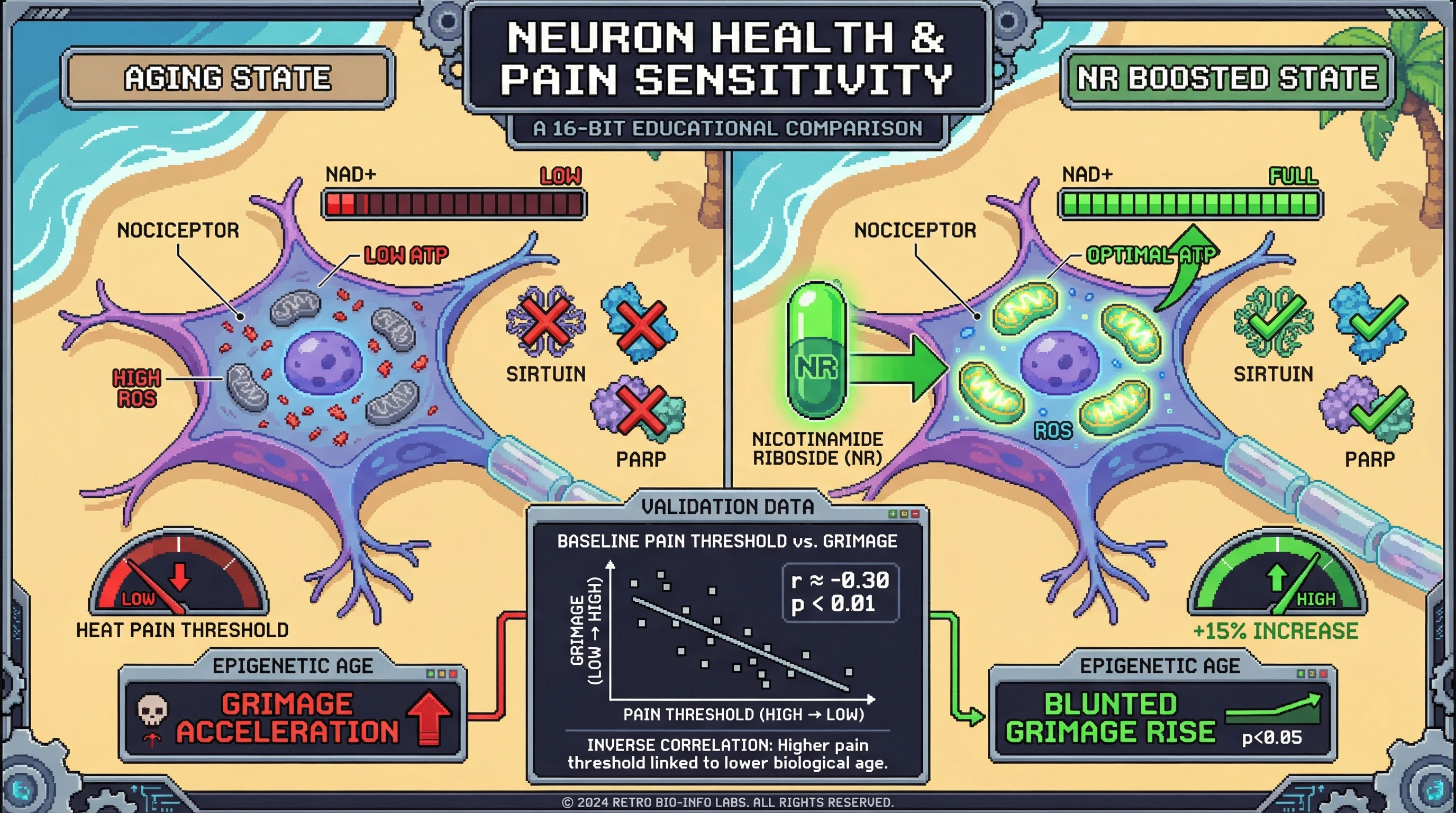 Mechanism: Aging reduces NAD+ in sensory neurons, impairing mitochondrial function and lowering heat pain threshold. Readout: Readout: Nicotinamide Riboside (NR) supplementation increases heat pain threshold by ~15% and blunts the 6-month GrimAge rise, while baseline pain threshold inversely correlates with GrimAge (r ≈ -0.30).