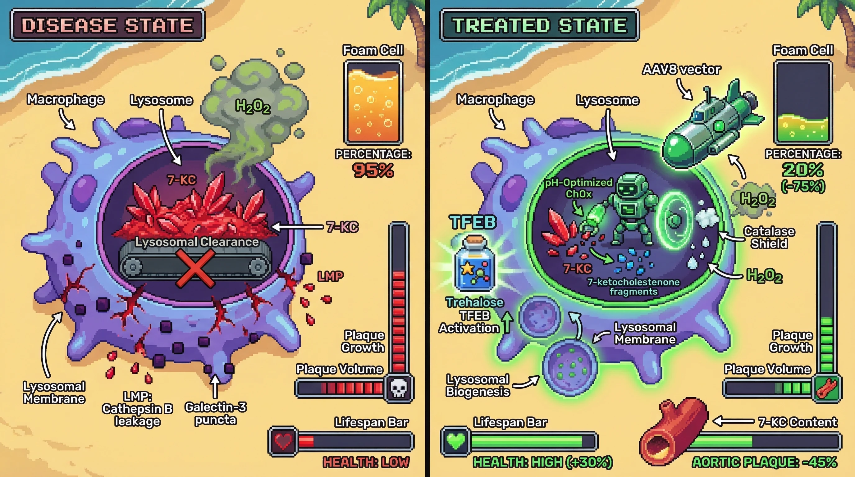 Infographic for: A lysosome-targeted, pH-engineered ChOx–catalase fusion delivered by macrophage-restricted AAV8, combined with TFEB-a...
