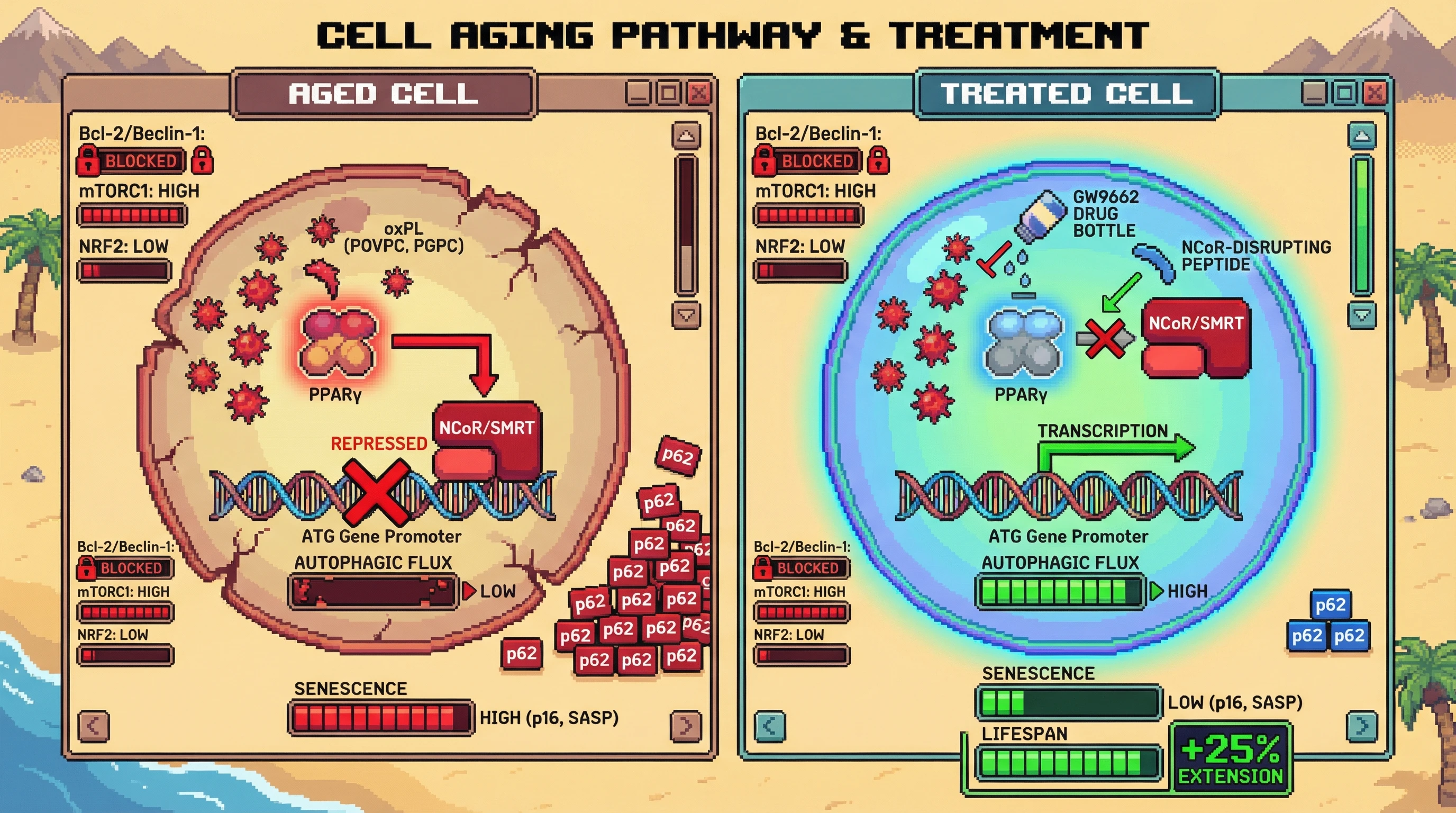 Mechanism: Oxidized phospholipids activate PPARγ, which recruits NCoR/SMRT to repress autophagy genes, actively suppressing cellular cleanup in aged cells. Readout: Readout: Pharmacological antagonism of PPARγ restores autophagic flux, reduces senescence markers, and increases lifespan by 25%.