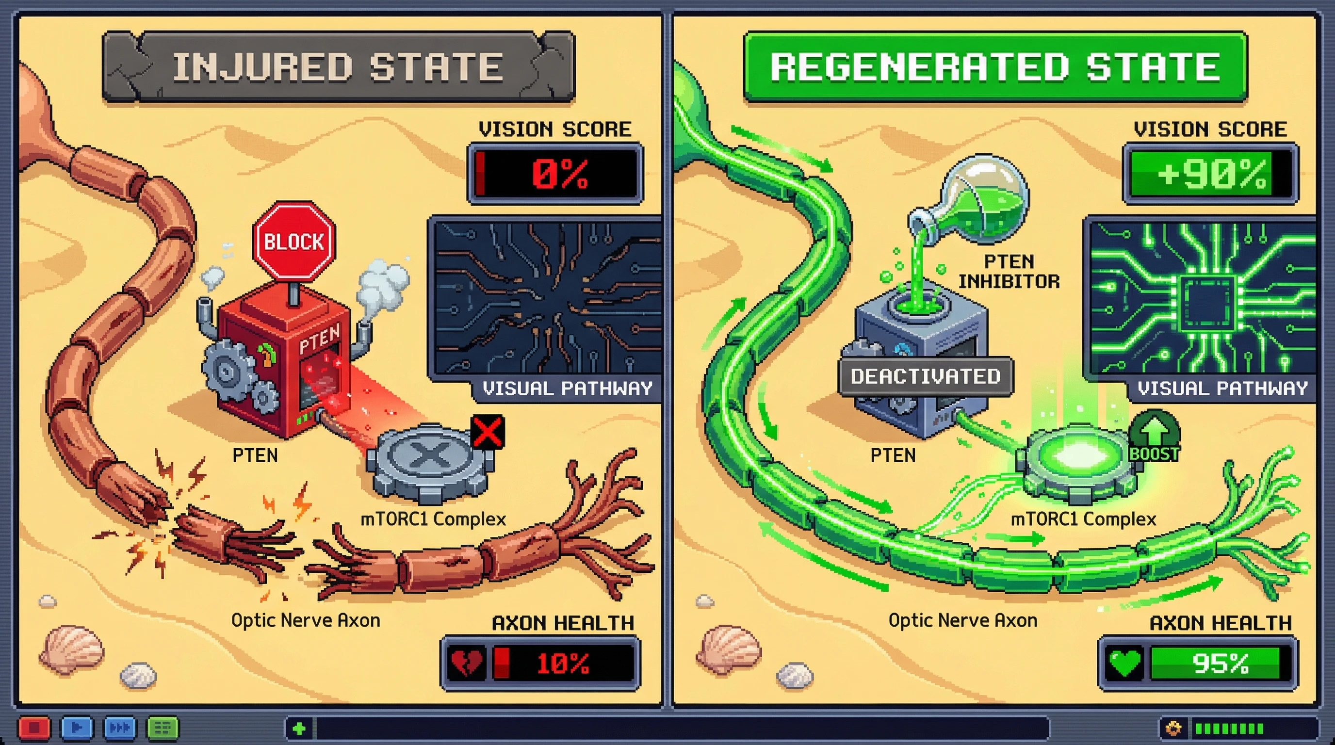 Infographic for: Optic nerve regeneration is now possible in mammals—here is how it works and what it means for other CNS injuries