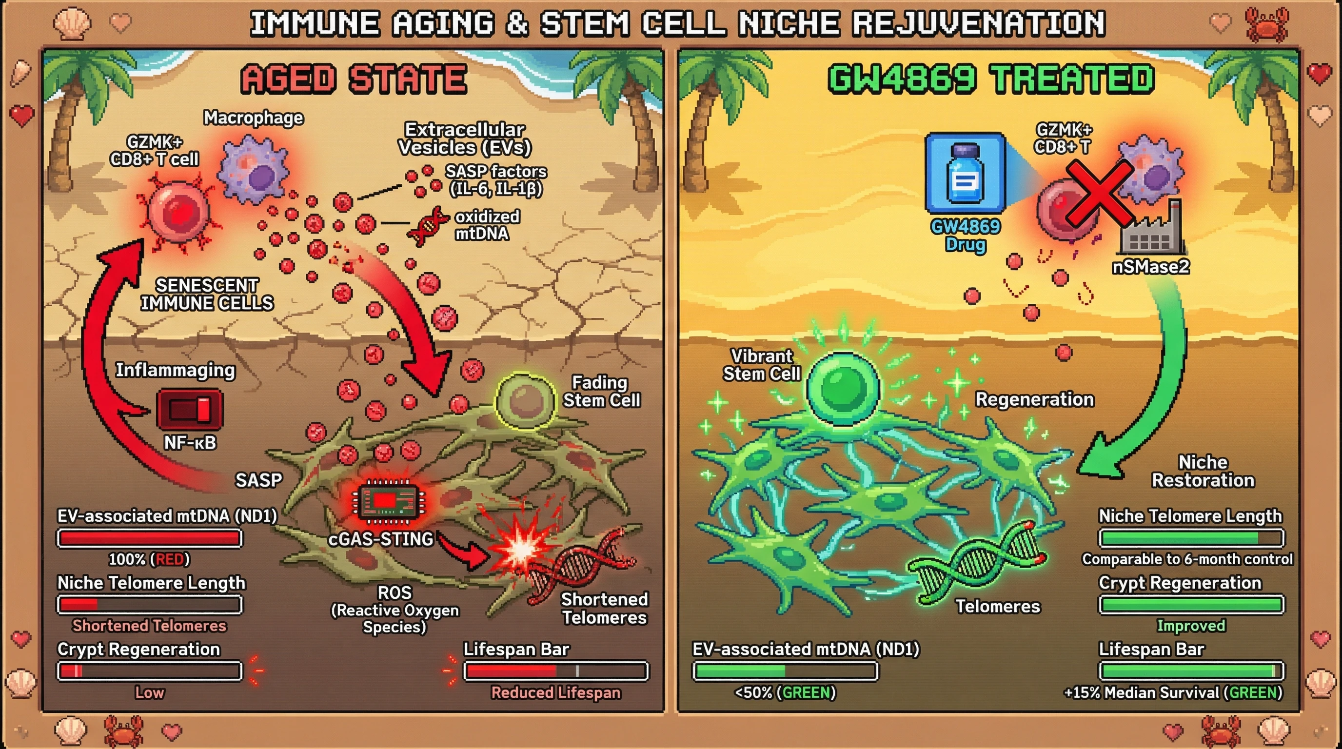Infographic for: Senescent Immune Cell-Derived Extracellular Vesicles Directly Drive Stem Cell Niche Telomere Erosion and Aging