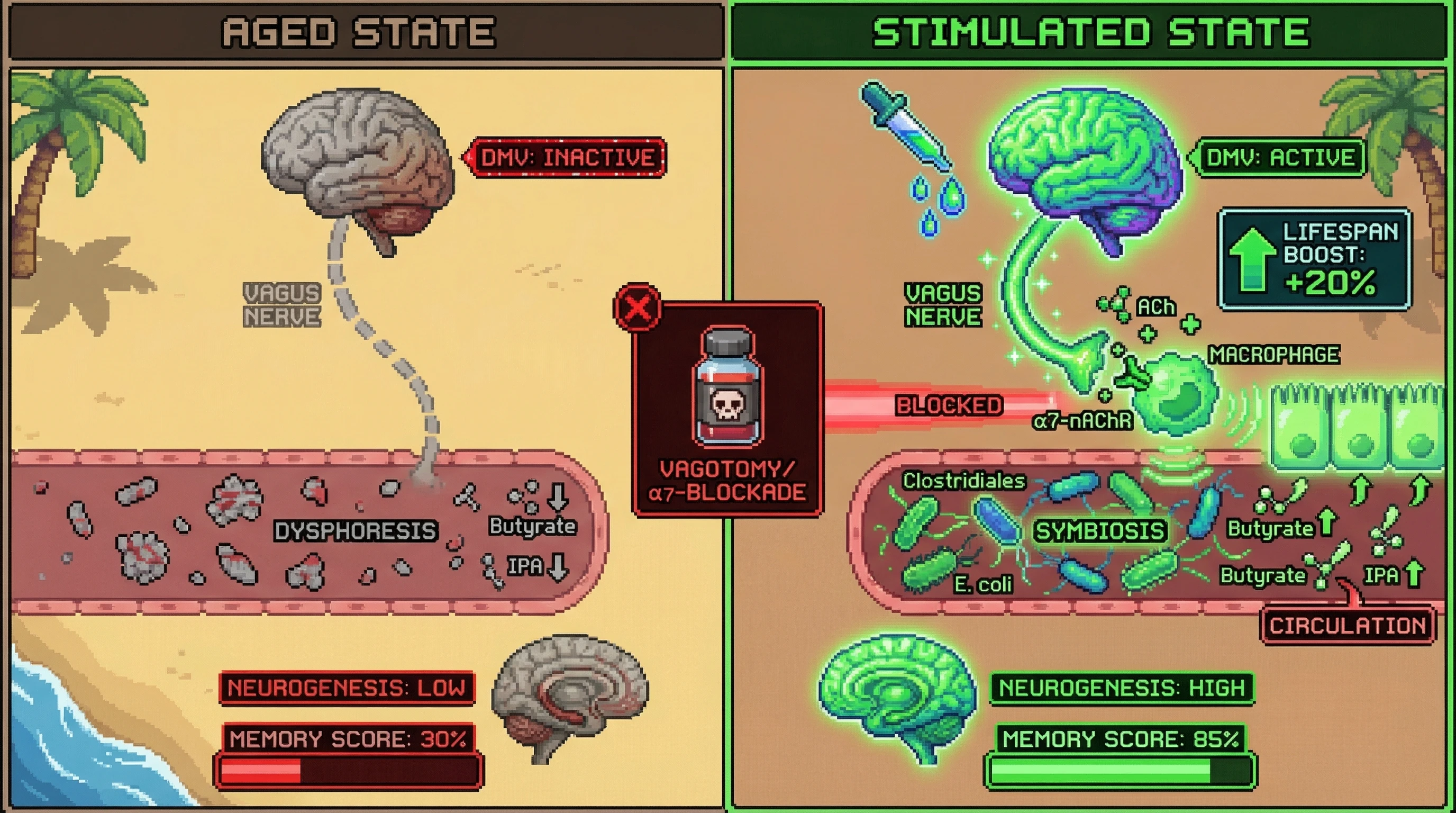 Infographic for: Bottom-Up Longevity: Brain-Driven Autonomic Remodeling of the Gut Microbiome as a Mediator of Cognitive Benefits