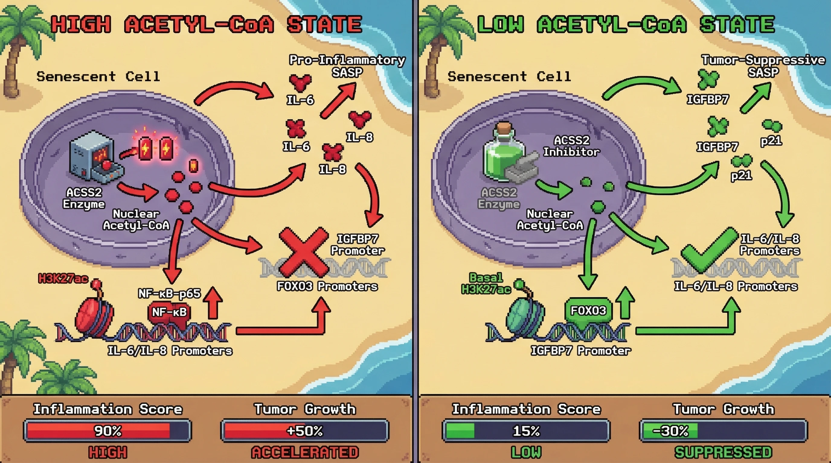 Mechanism: Nuclear acetyl-CoA levels, regulated by ACSS2, act as a rheostat shifting senescent cell SASP from pro-inflammatory to tumor-suppressive by differentially acetylating NF-κB versus FOXO3 promoters. Readout: Readout: High nuclear acetyl-CoA increases IL-6/IL-8 secretion and accelerates tumor growth, while ACSS2 inhibition reduces inflammation and suppresses tumor growth.
