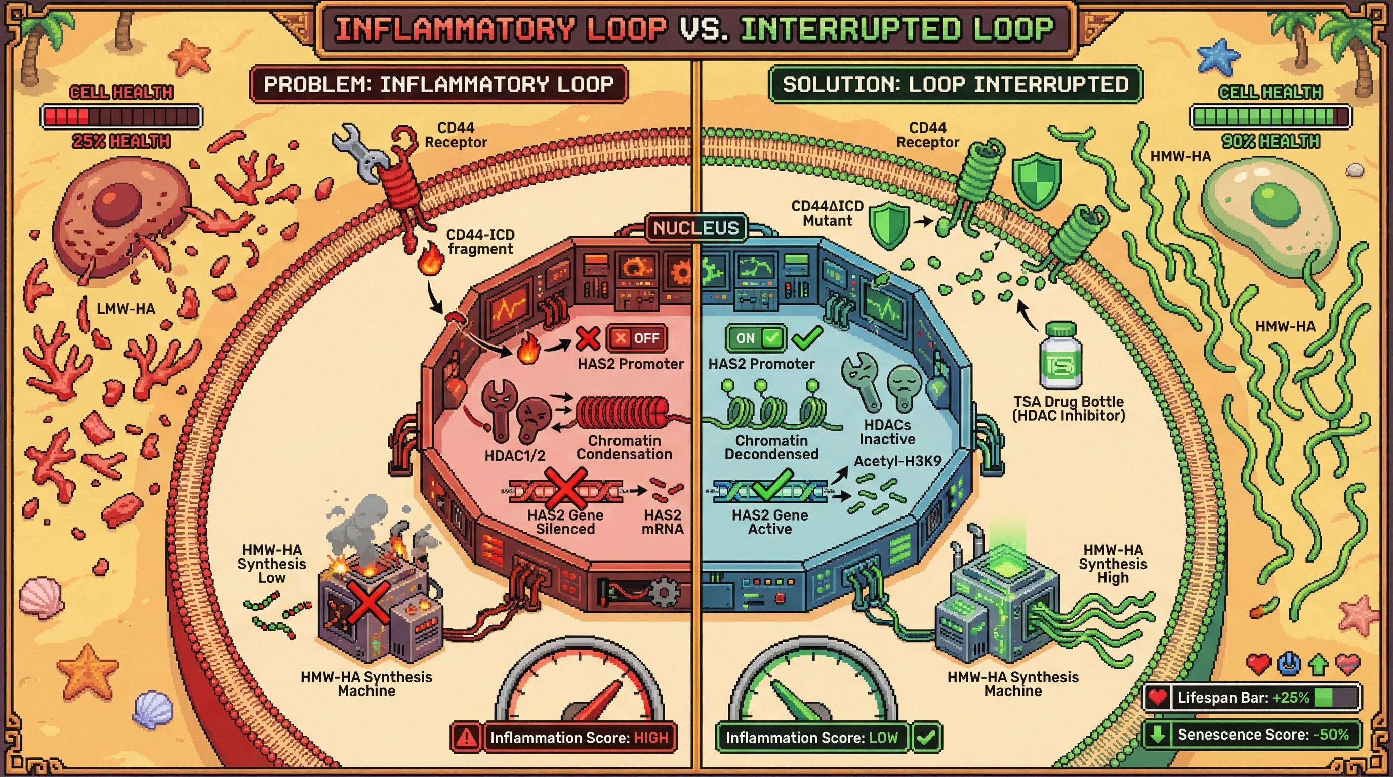 Mechanism: Low-molecular-weight hyaluronan (LMW-HA) promotes CD44 cleavage, and its nuclear intracellular domain (CD44-ICD) recruits HDACs to silence the HAS2 gene, creating a self-amplifying inflammatory loop. Readout: Readout: Inhibiting HDACs or blocking CD44-ICD action restores HAS2 expression and HMW-HA synthesis, reducing inflammation and improving cell health.